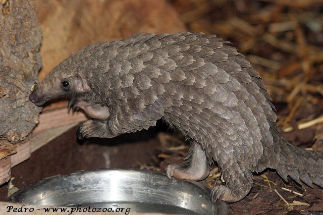 African tree pangolin (Manis tricuspis)