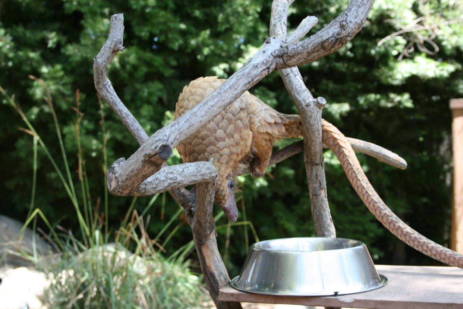 African Tree Pangolin