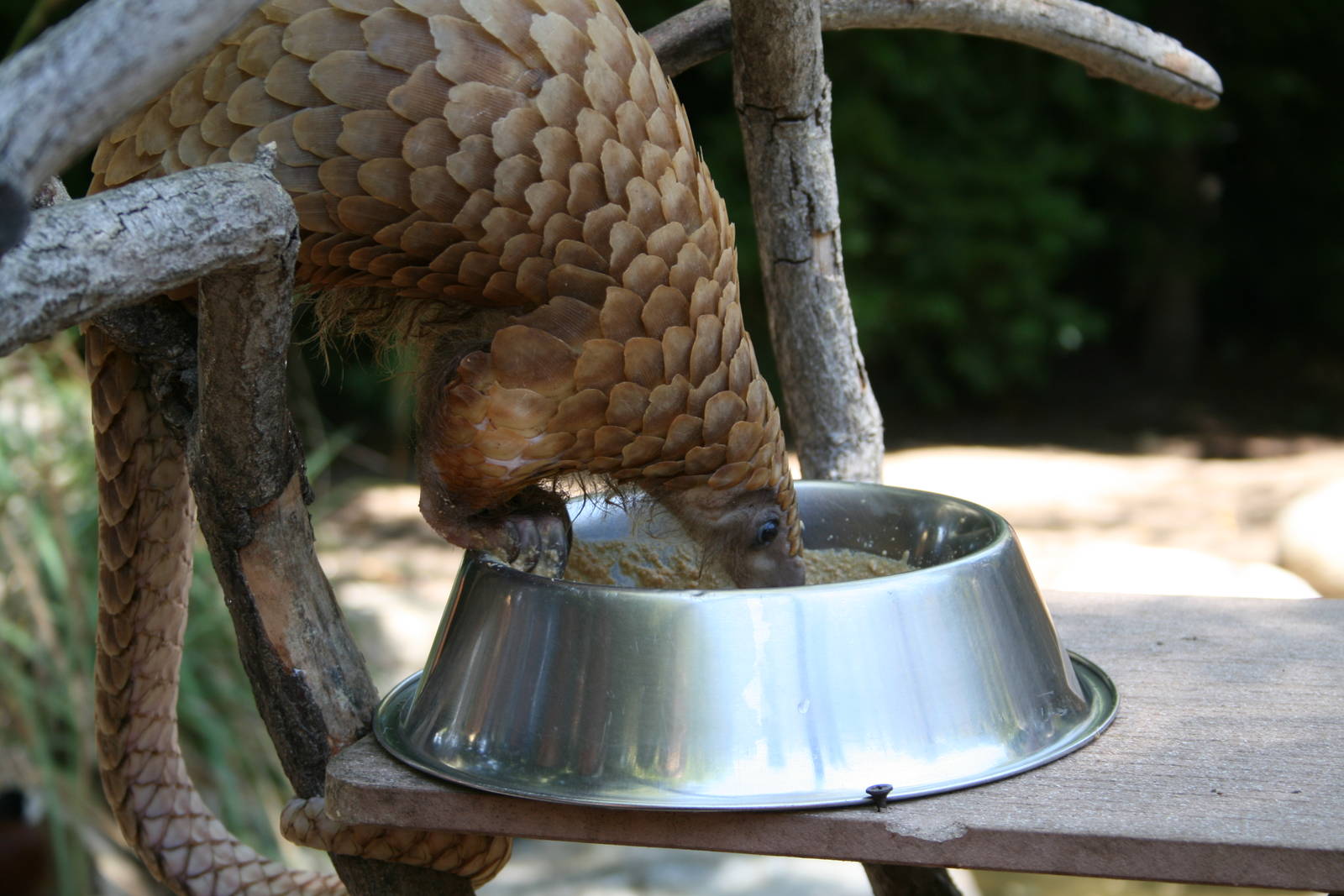 African Tree Pangolin
