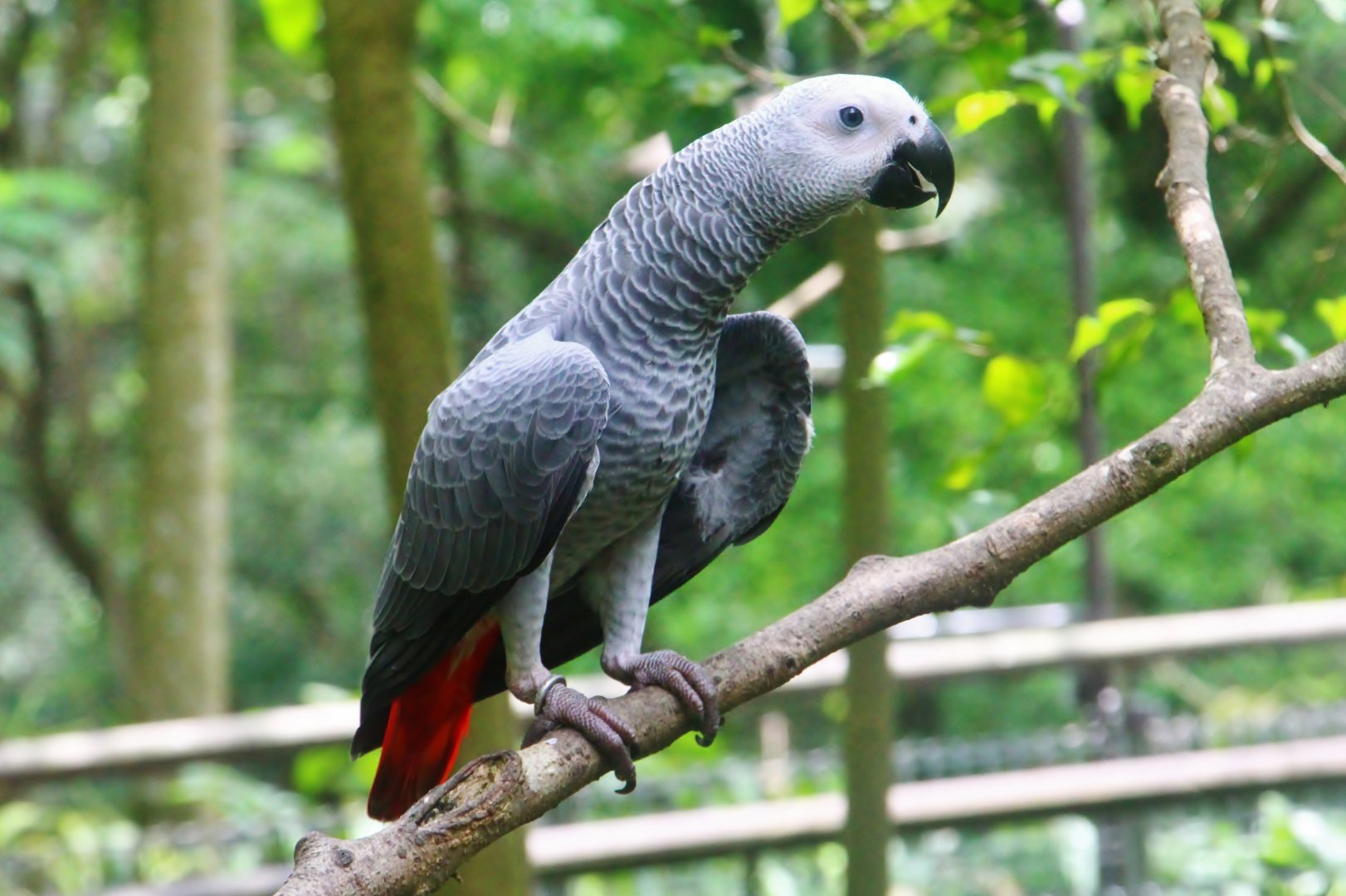African Treetops - African Grey Parrot