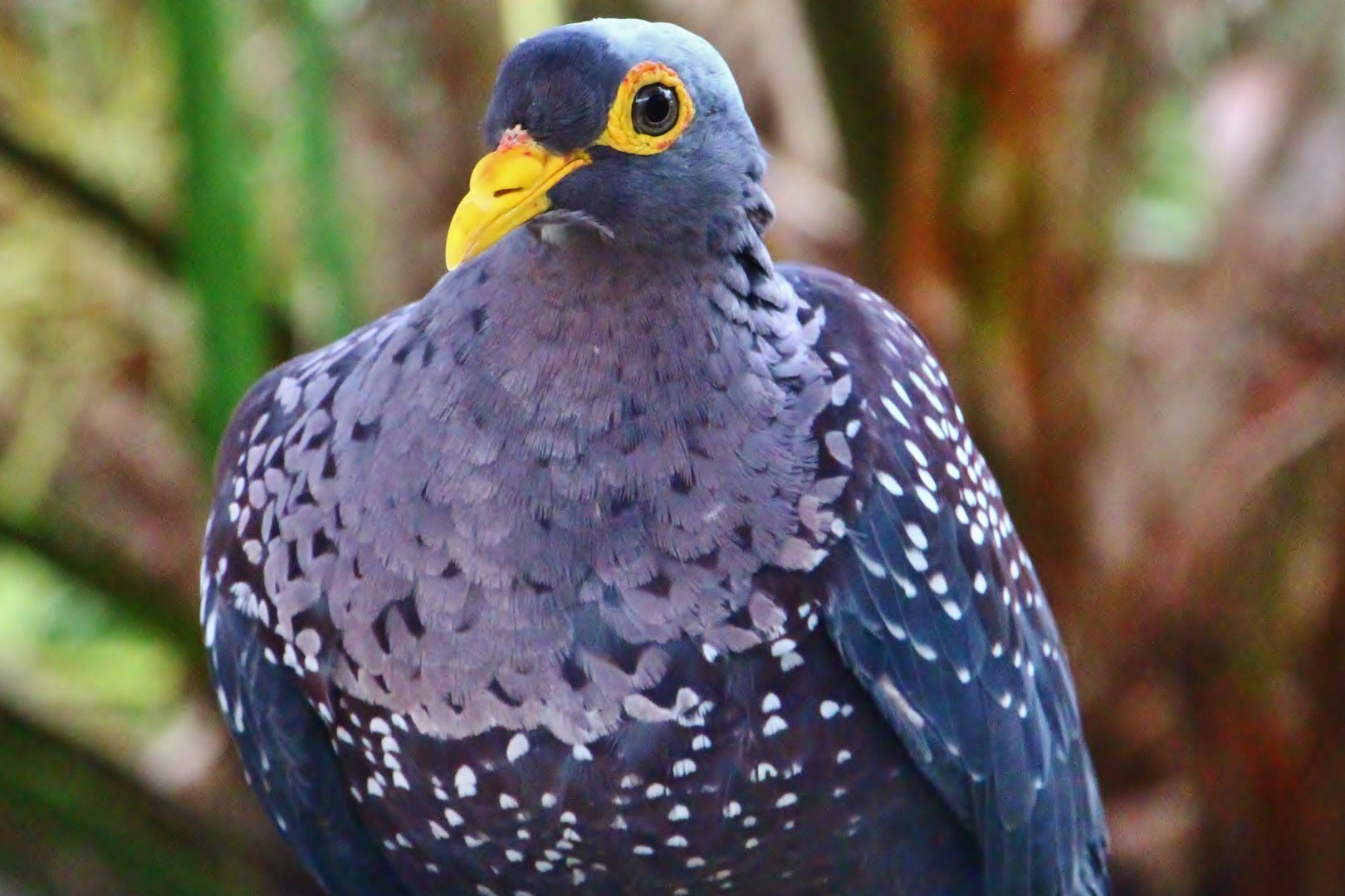 African Treetops - African Olive Pigeon