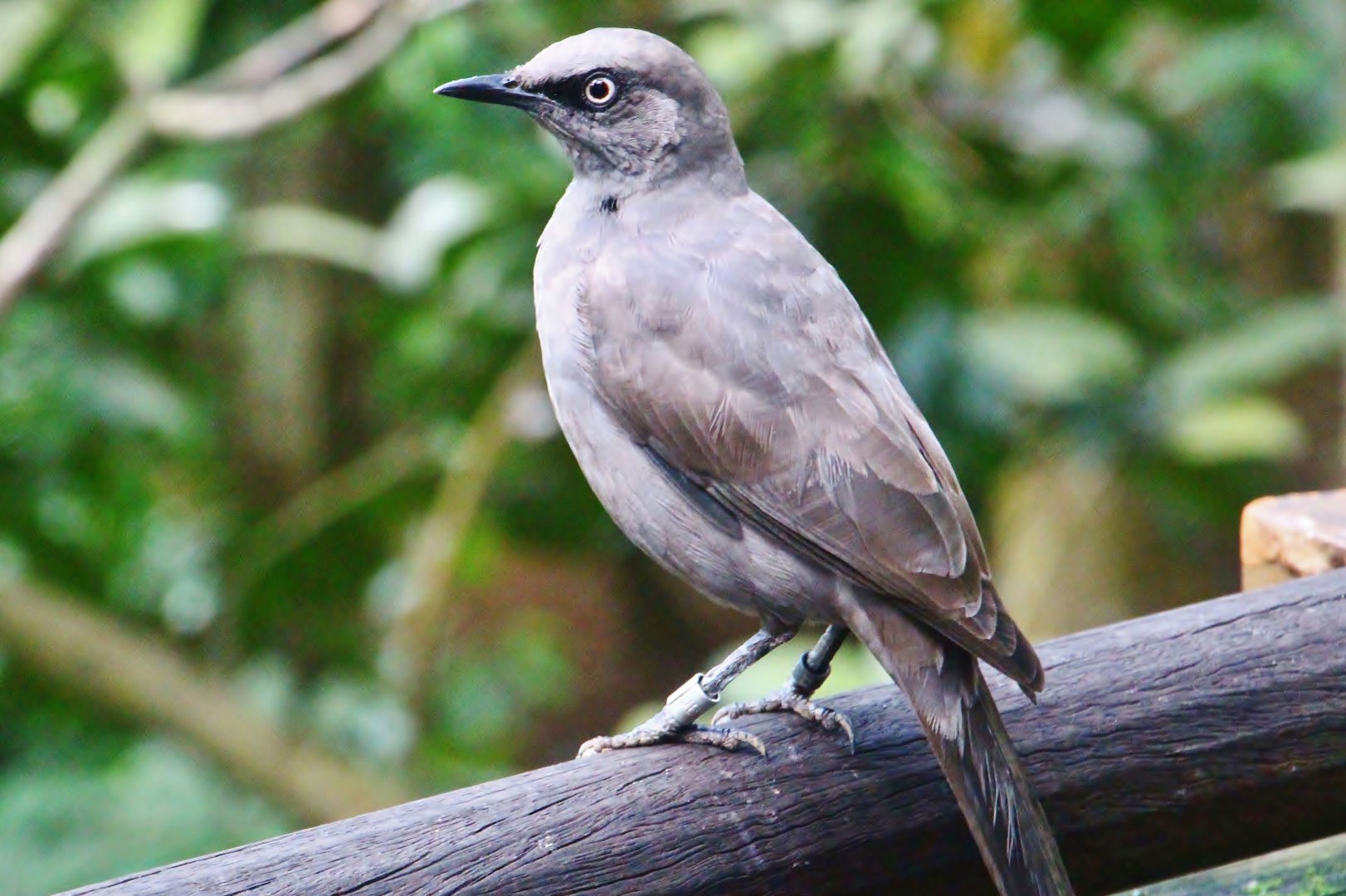 African Treetops - Ashy Starling