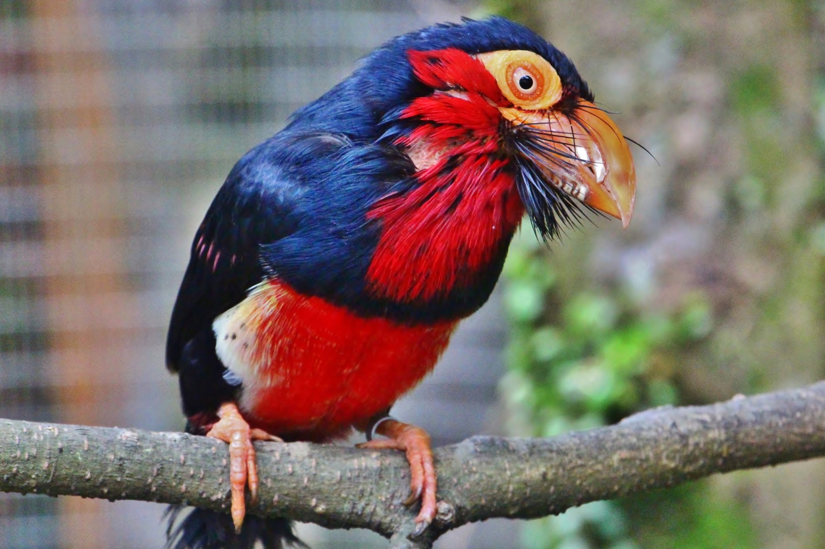 African Treetops - Bearded Barbet