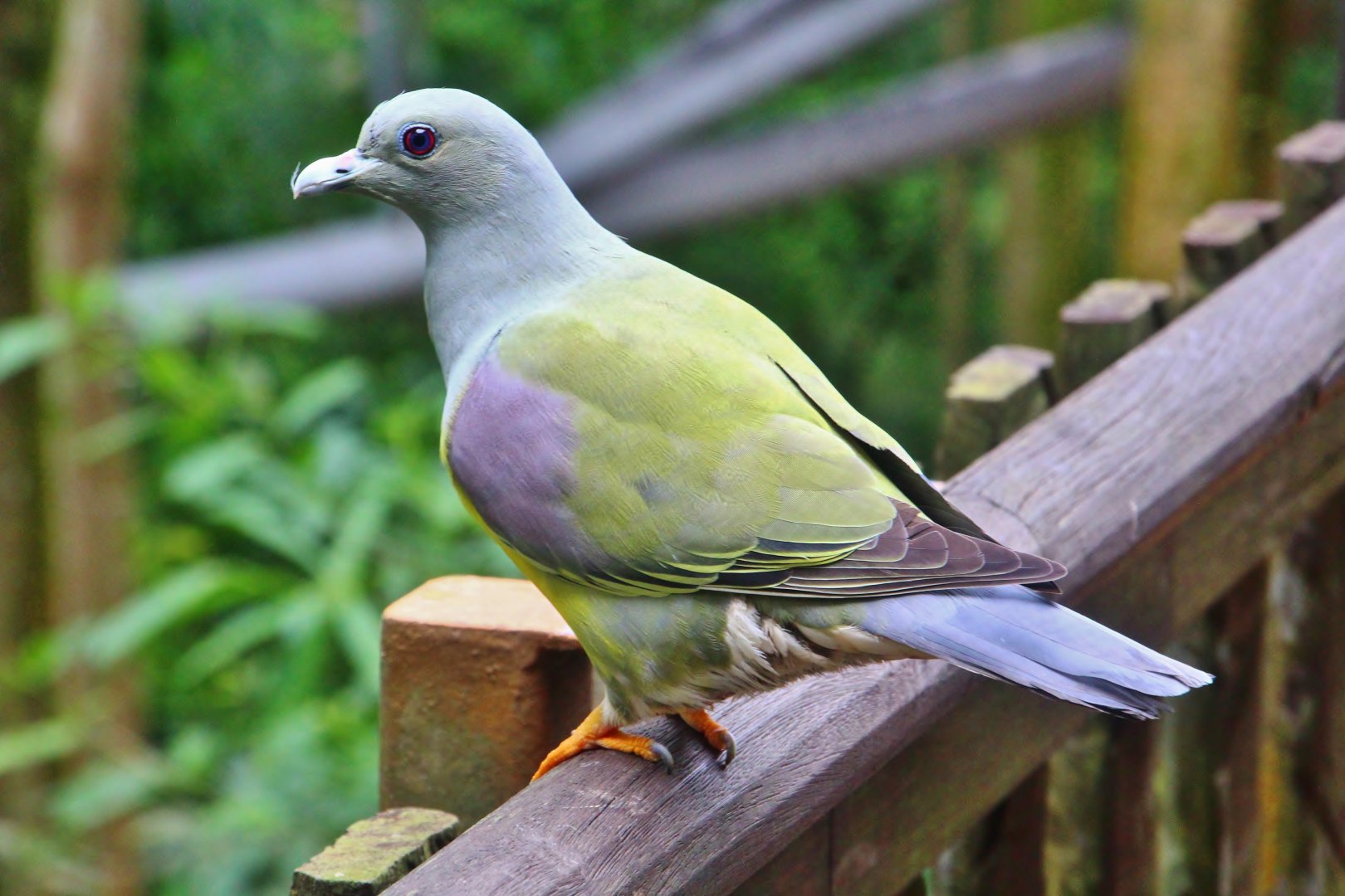 African Treetops - Bruce's Green Pigeon