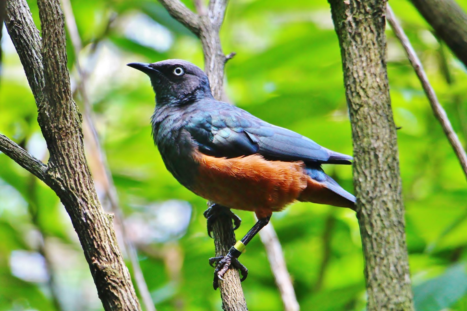 African Treetops - Chestnut-bellied Starling