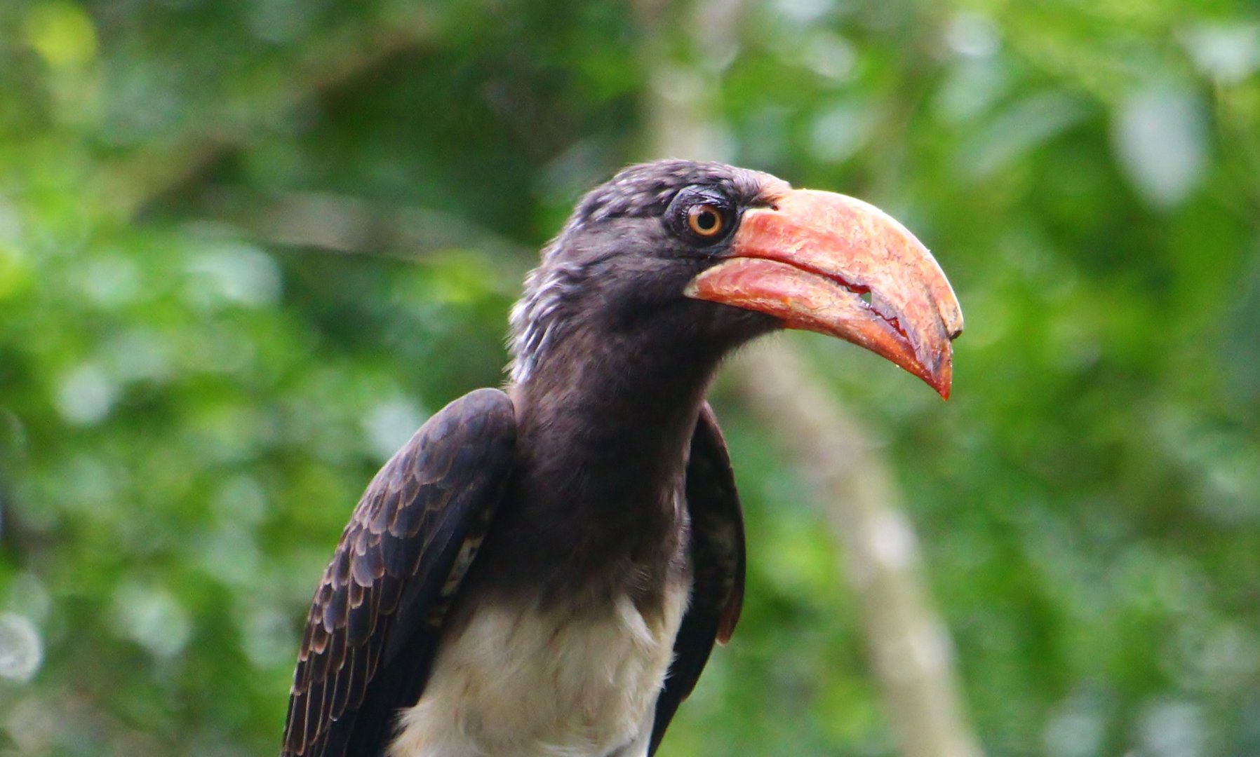 African Treetops - Crowned Hornbill