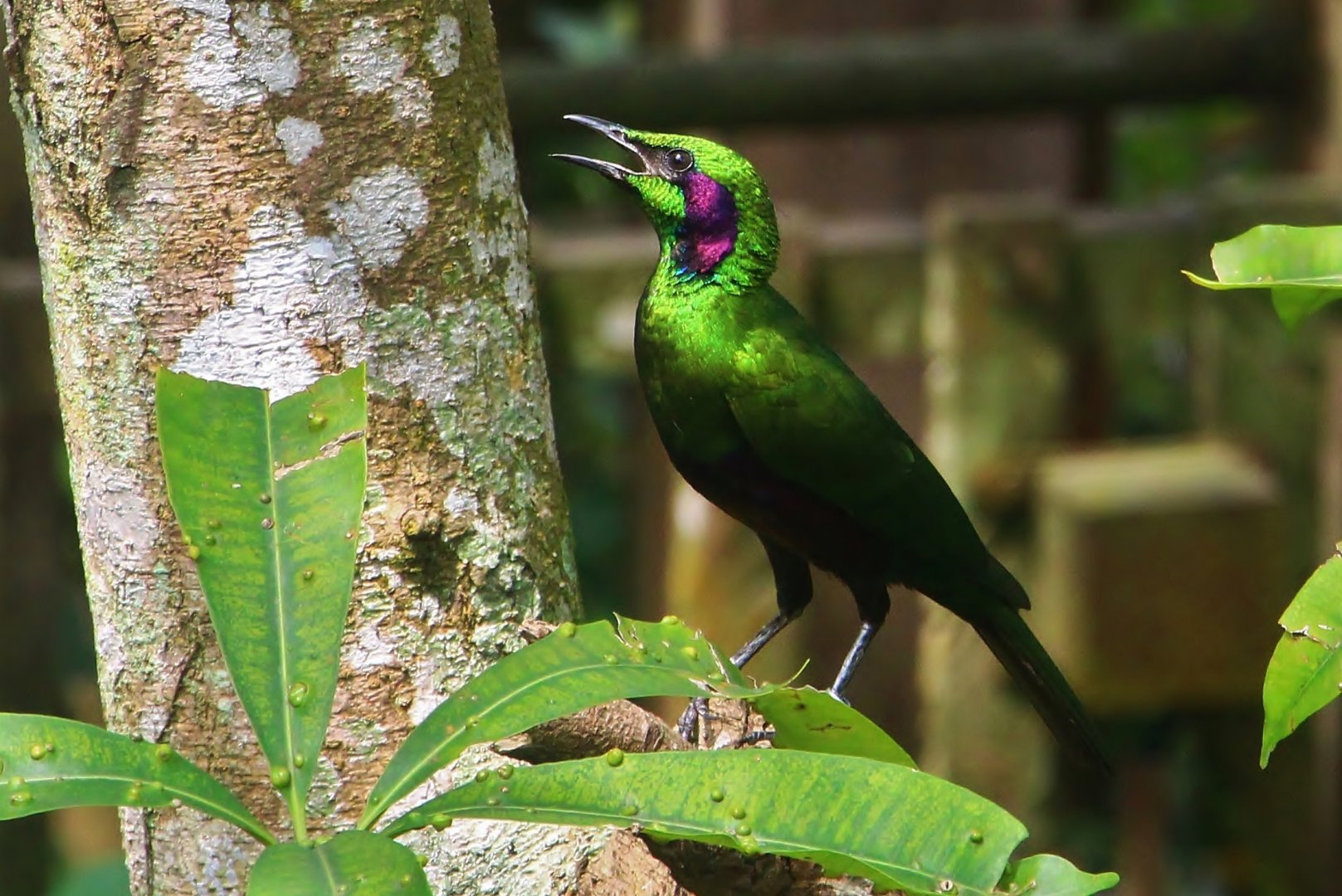 African Treetops - Emerald Starling