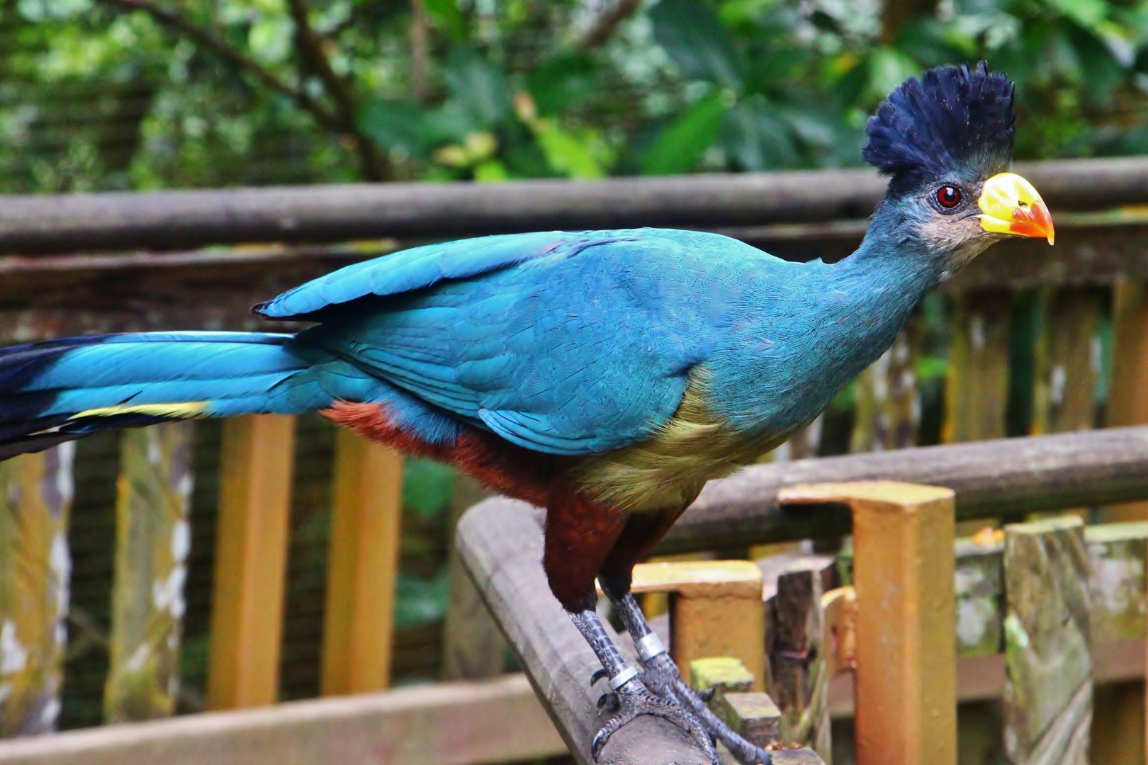 African Treetops - Great Blue Turaco