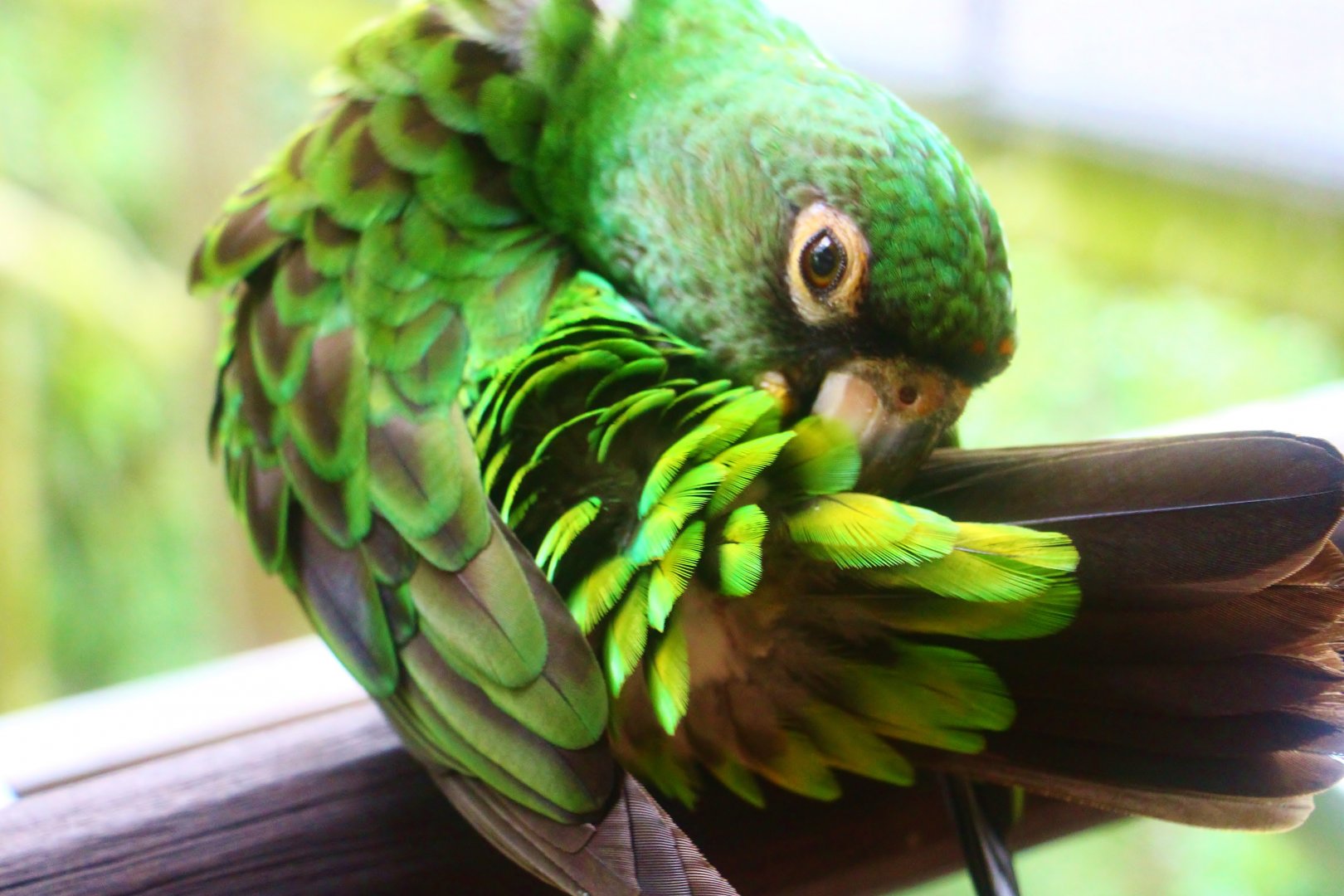 African Treetops - Jardine's Parrot