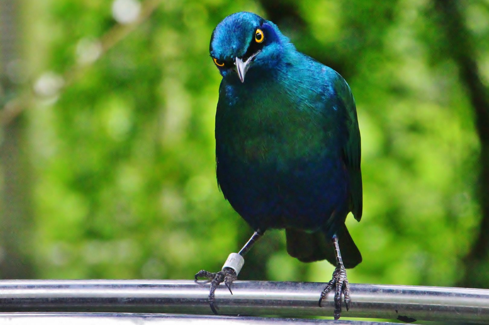 African Treetops - Lesser Blue-eared Starling