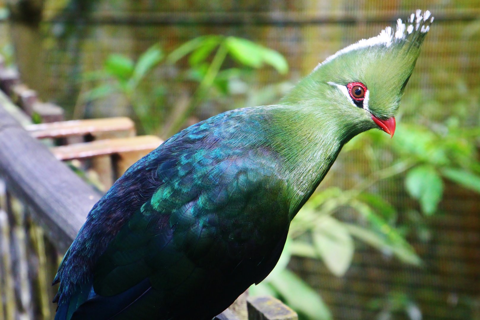 African Treetops - Livingstone's Turaco