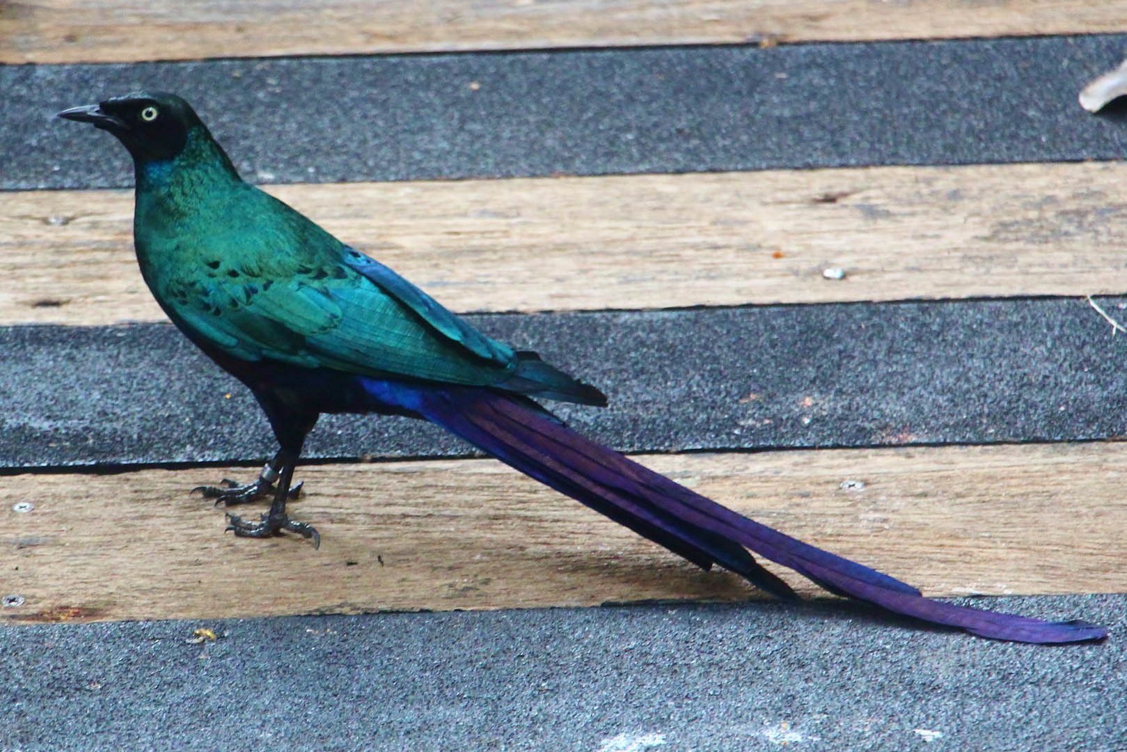African Treetops - Long-tailed Glossy Starling
