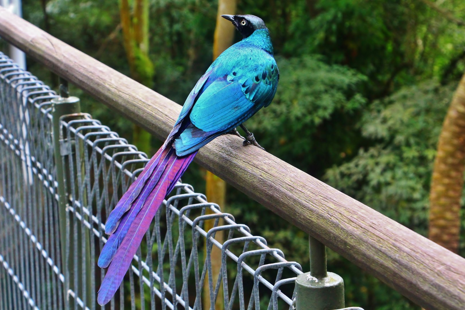 African Treetops - Long-tailed Glossy Starling
