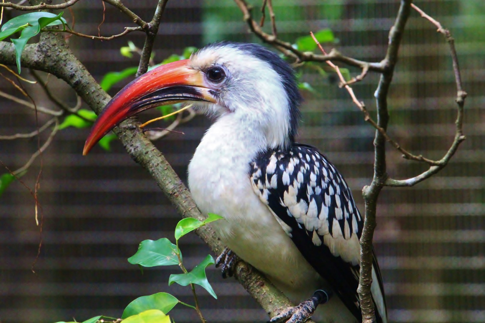 African Treetops - Northern Red-billed Hornbill