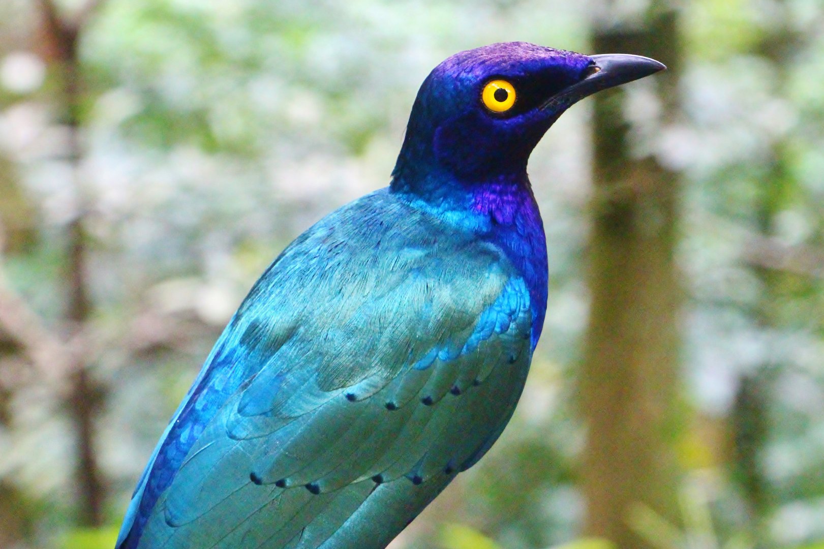 African Treetops - Purple Glossy Starling