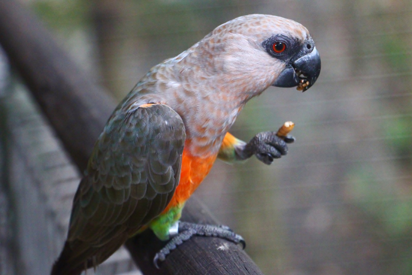 African Treetops - Red-bellied Parrot