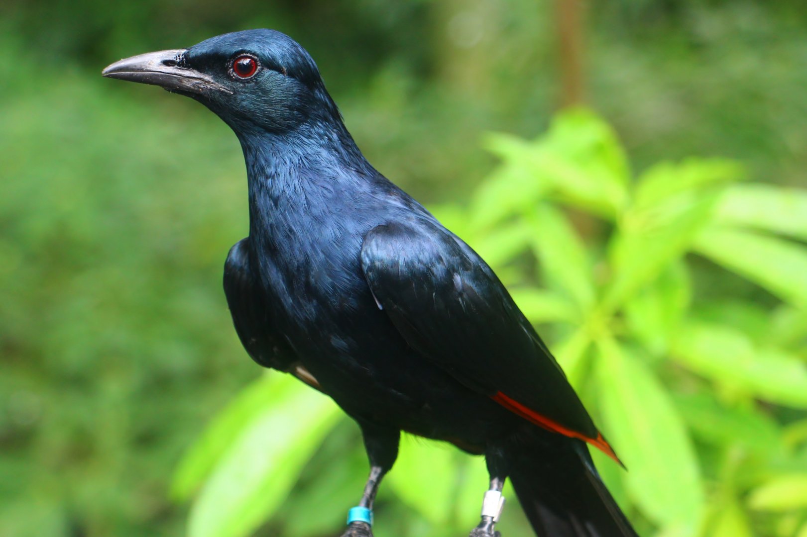 African Treetops - Red-winged Starling