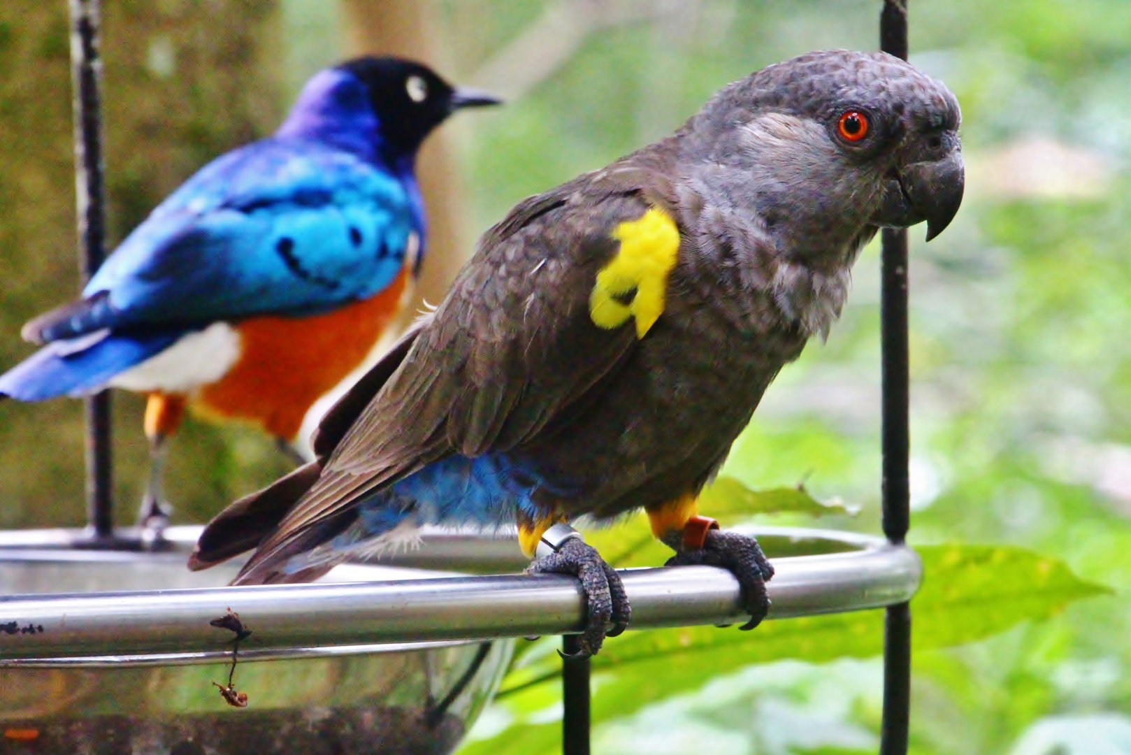 African Treetops - Ruppell's Parrot