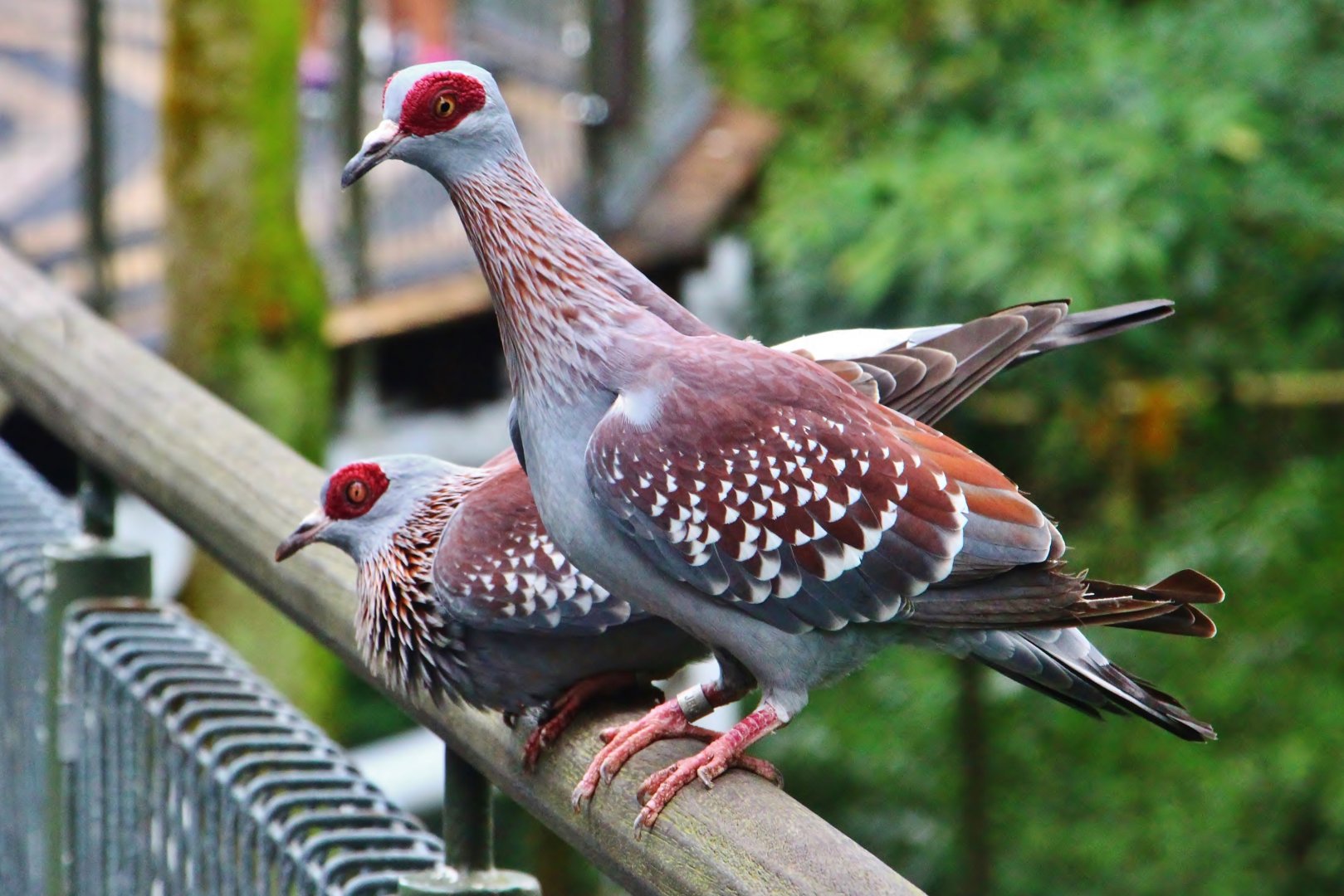 African Treetops - Speckled Pigeon