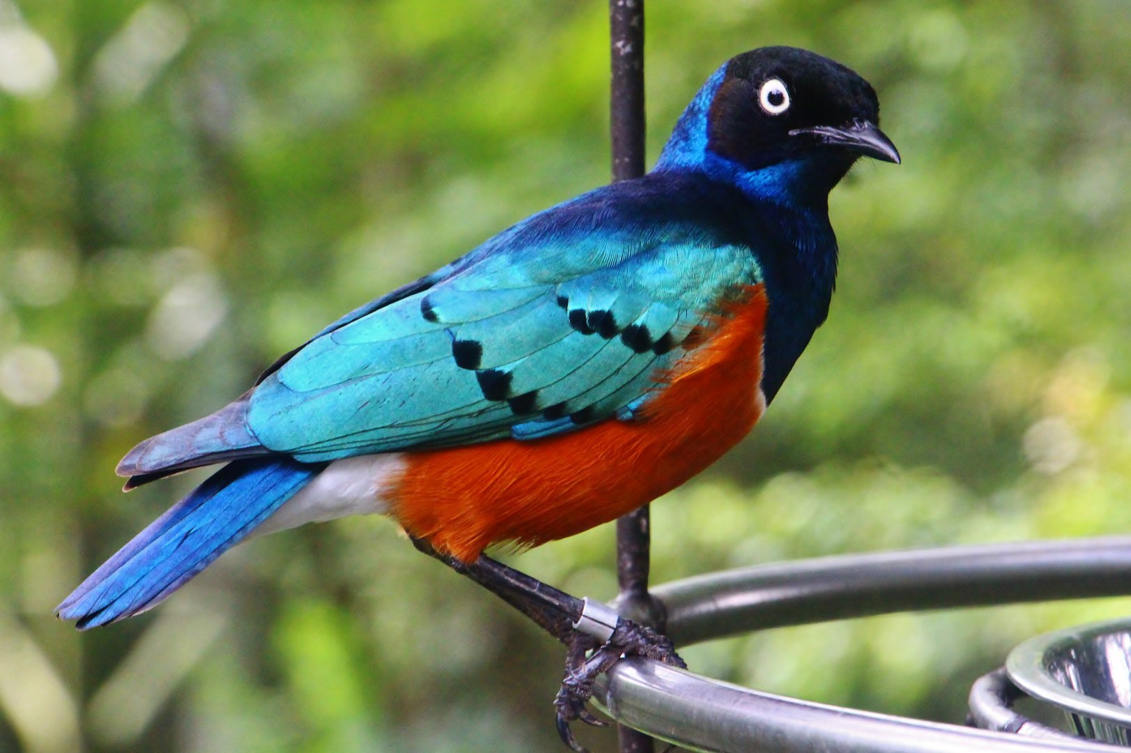 African Treetops - Superb Starling
