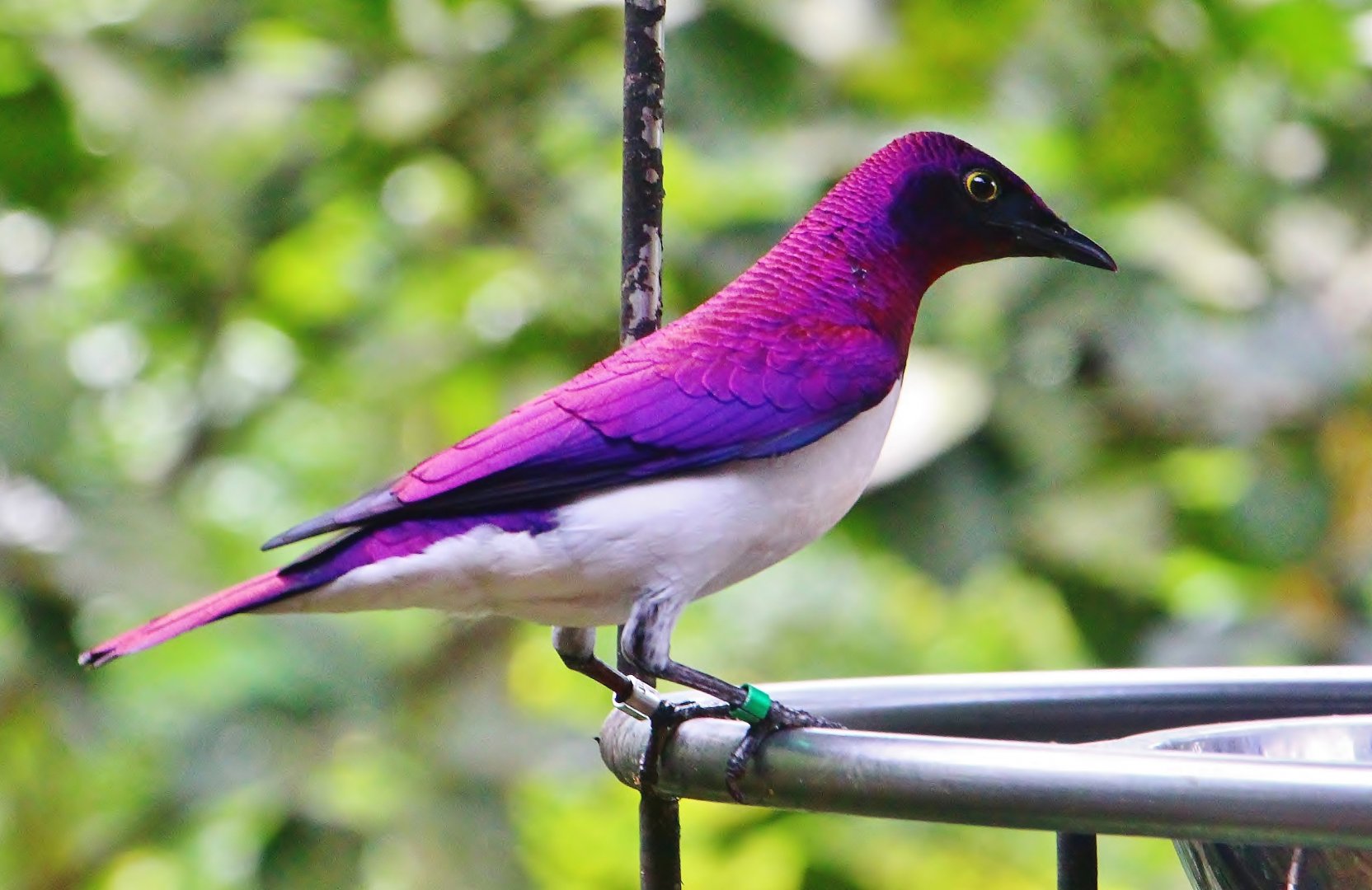 African Treetops - Violet-backed Starling
