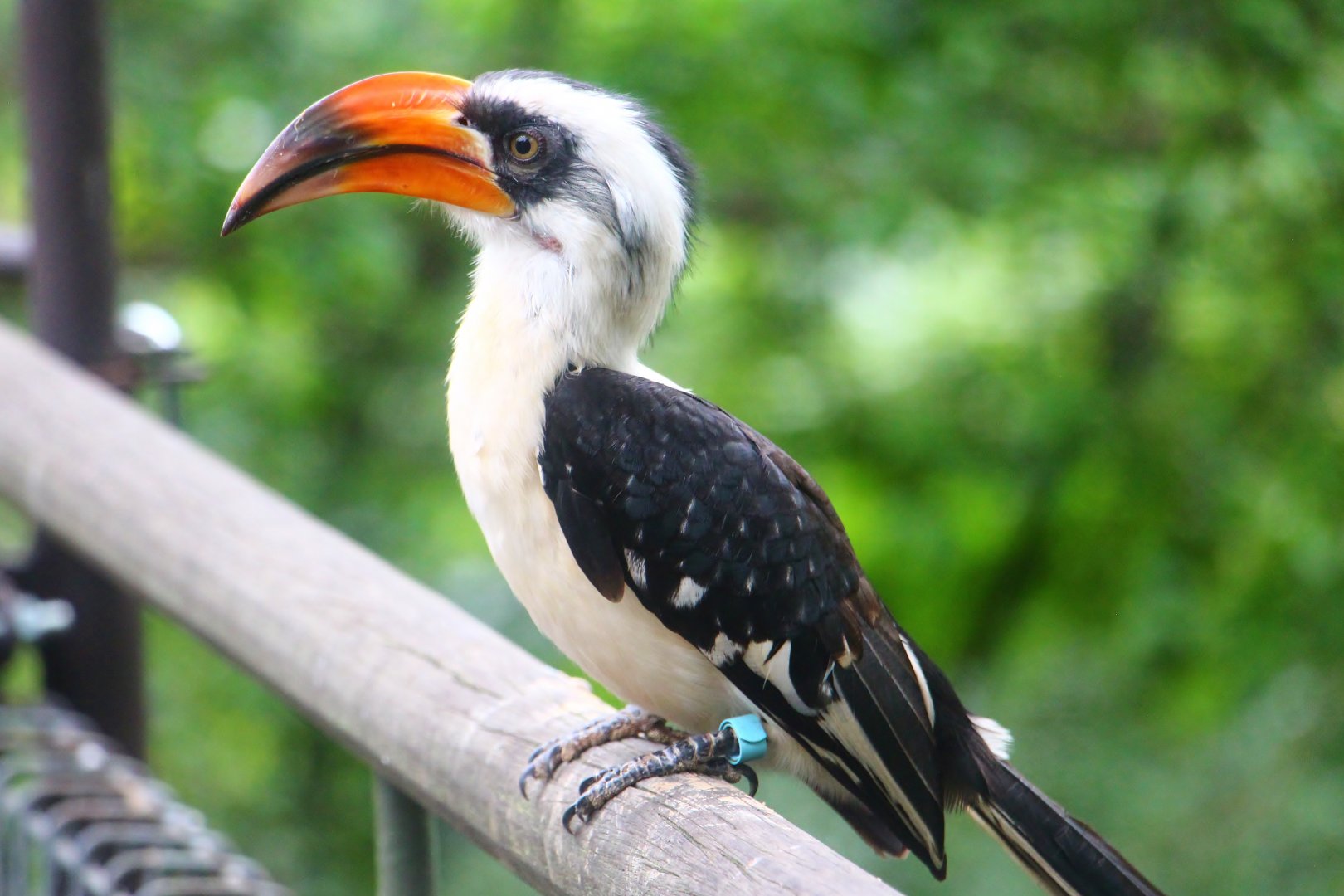 African Treetops - Von Der Decken's Hornbill