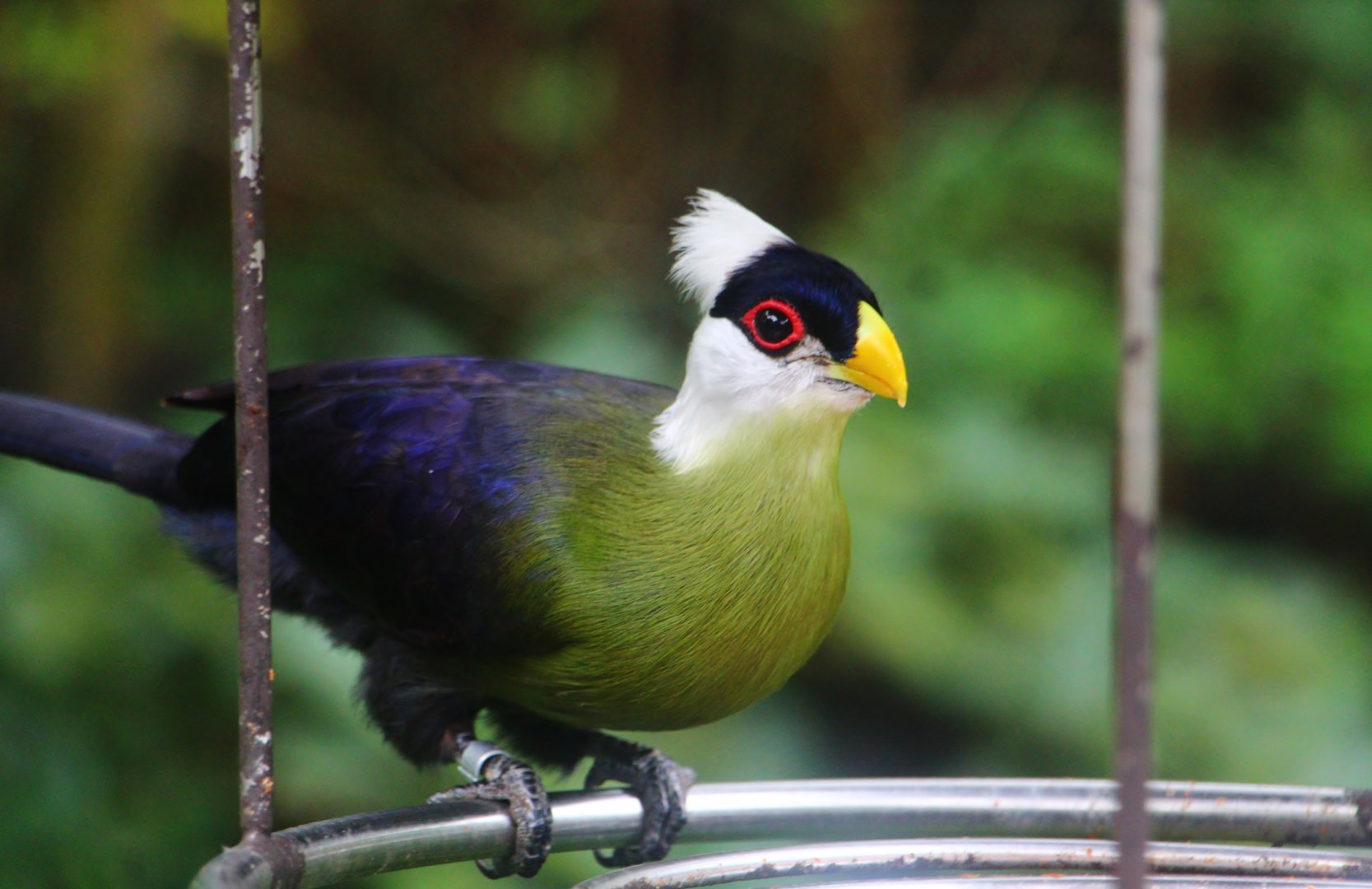 African Treetops - White-crested Turaco