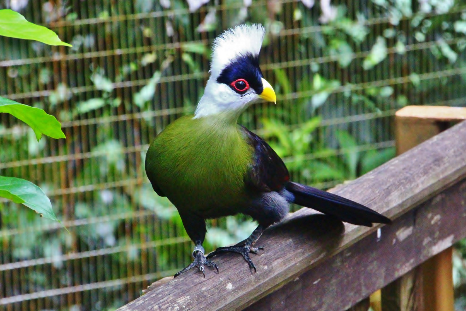 African Treetops - White-crested Turaco