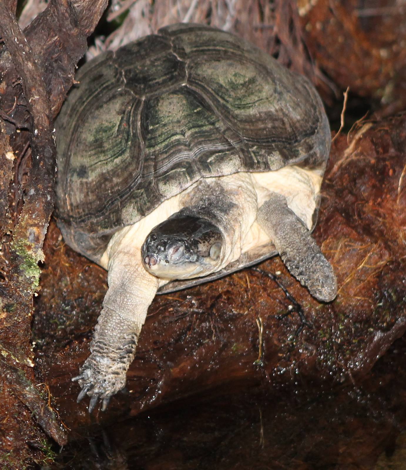 african turtle-species ID ?