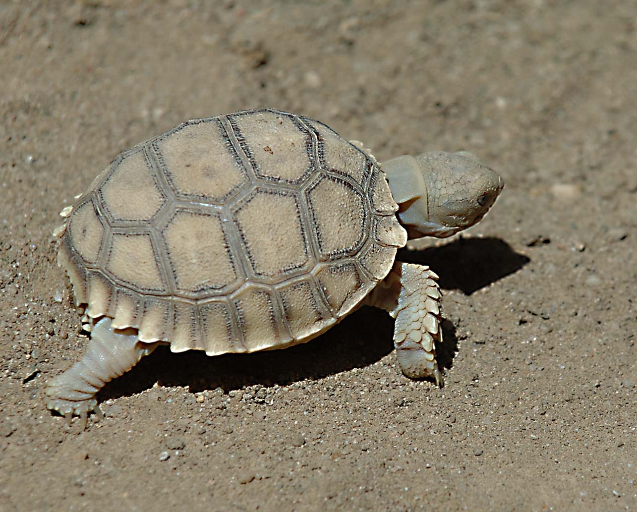 African turtle