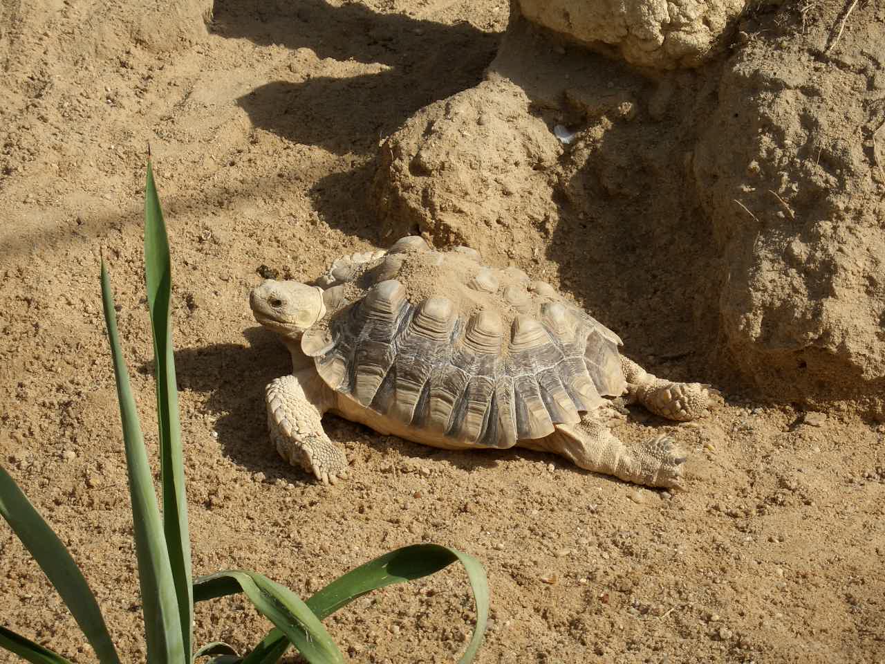 African turtle