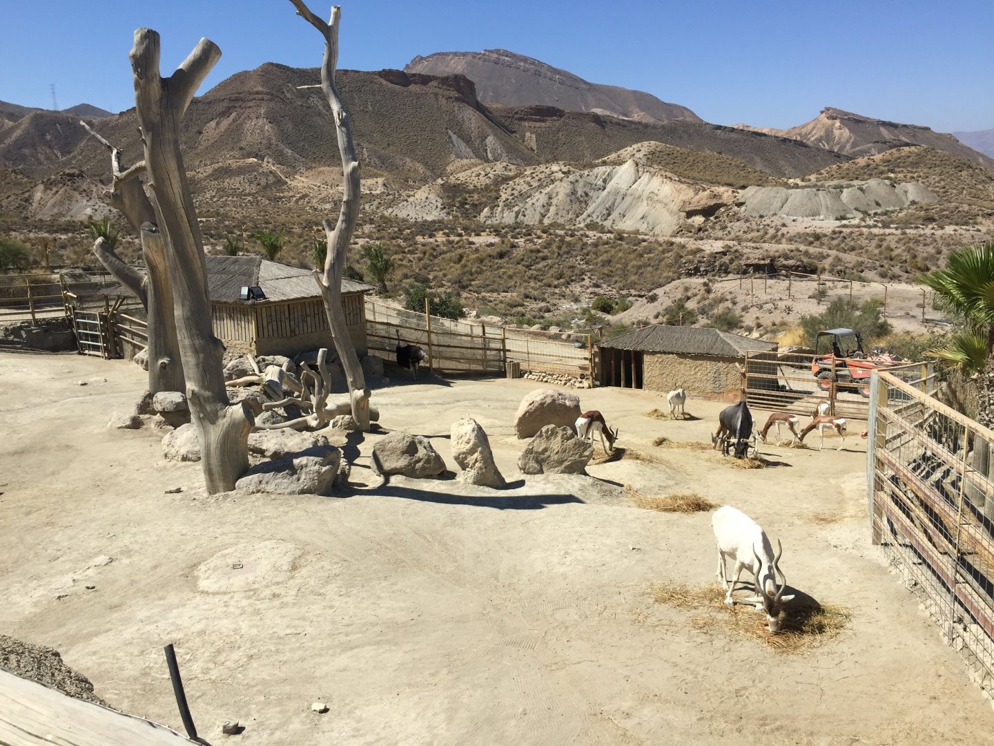 African ungulate enclosure