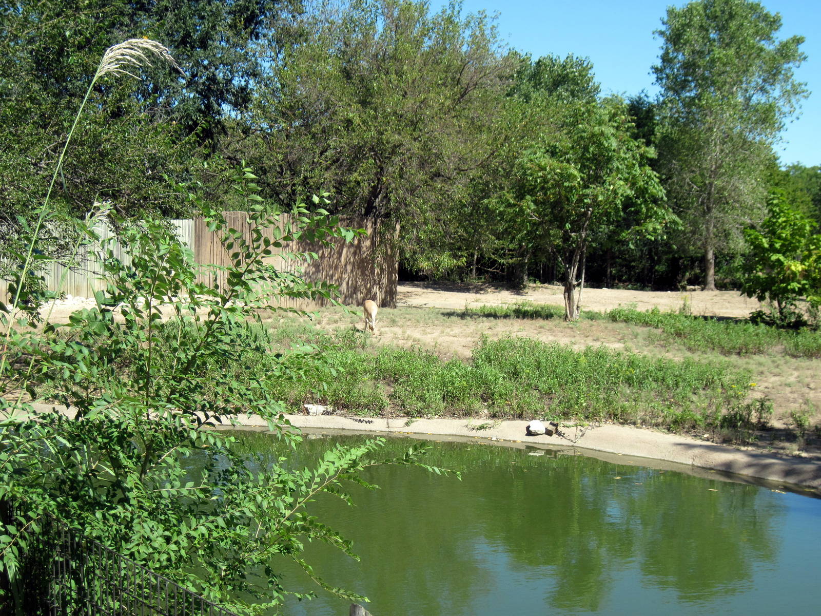 African Veldt-Abyssinian Ground Hornbill/Slender-horned Gazelle Exhibit