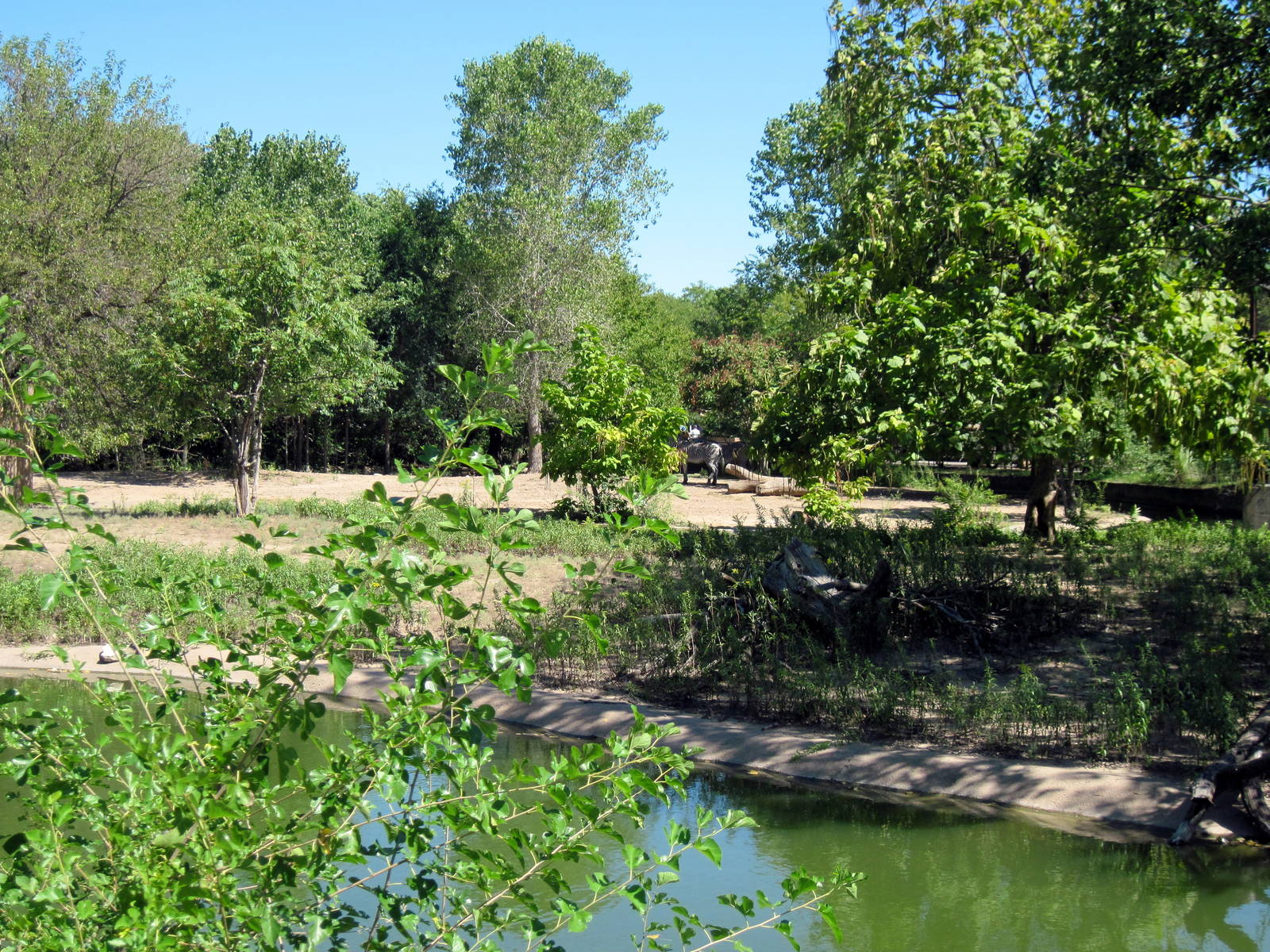 African Veldt-Abyssinian Ground Hornbill/Slender-horned Gazelle Exhibit