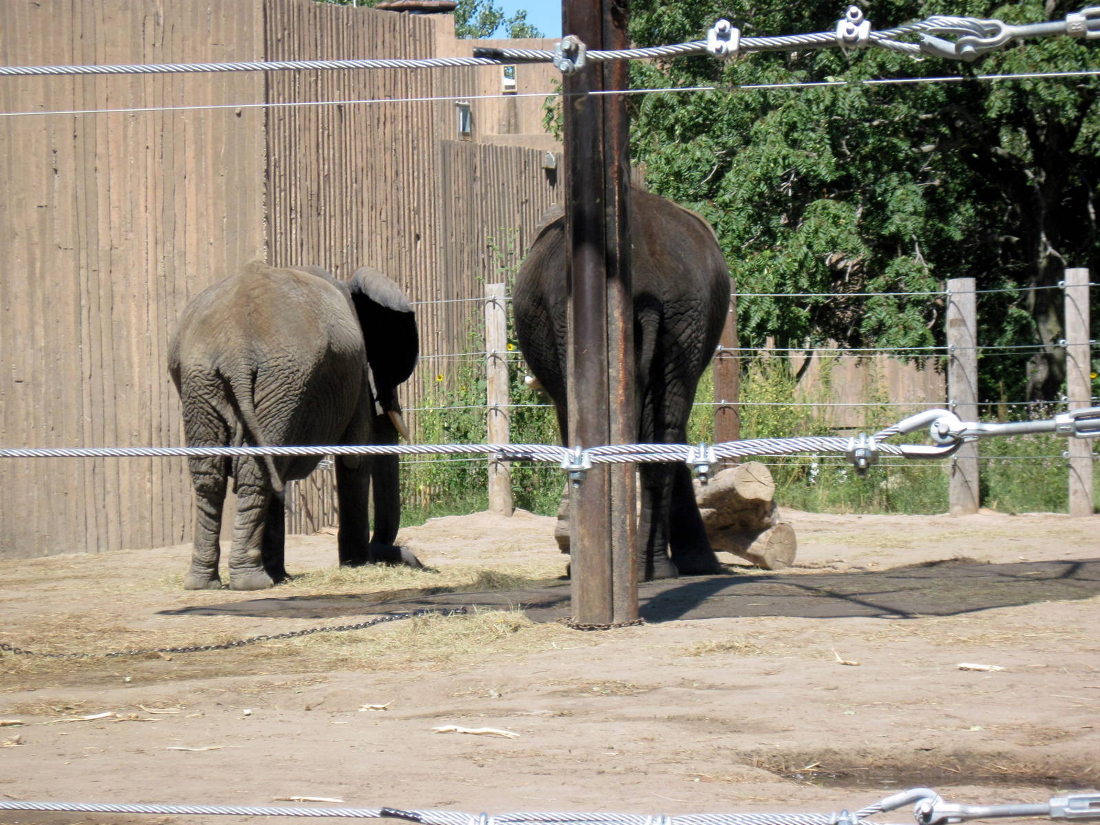 African Veldt-African Elephants