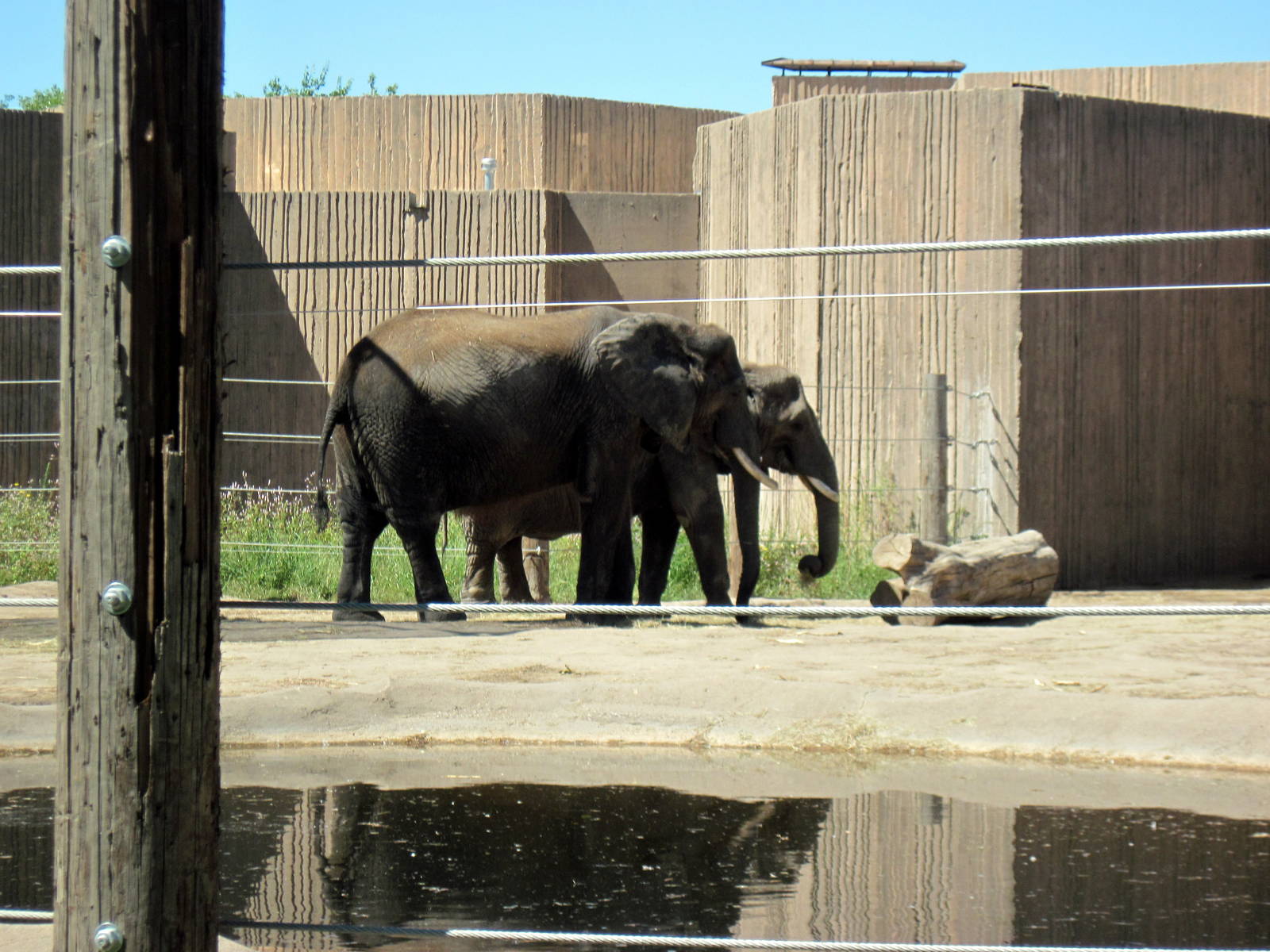 African Veldt-African Elephants