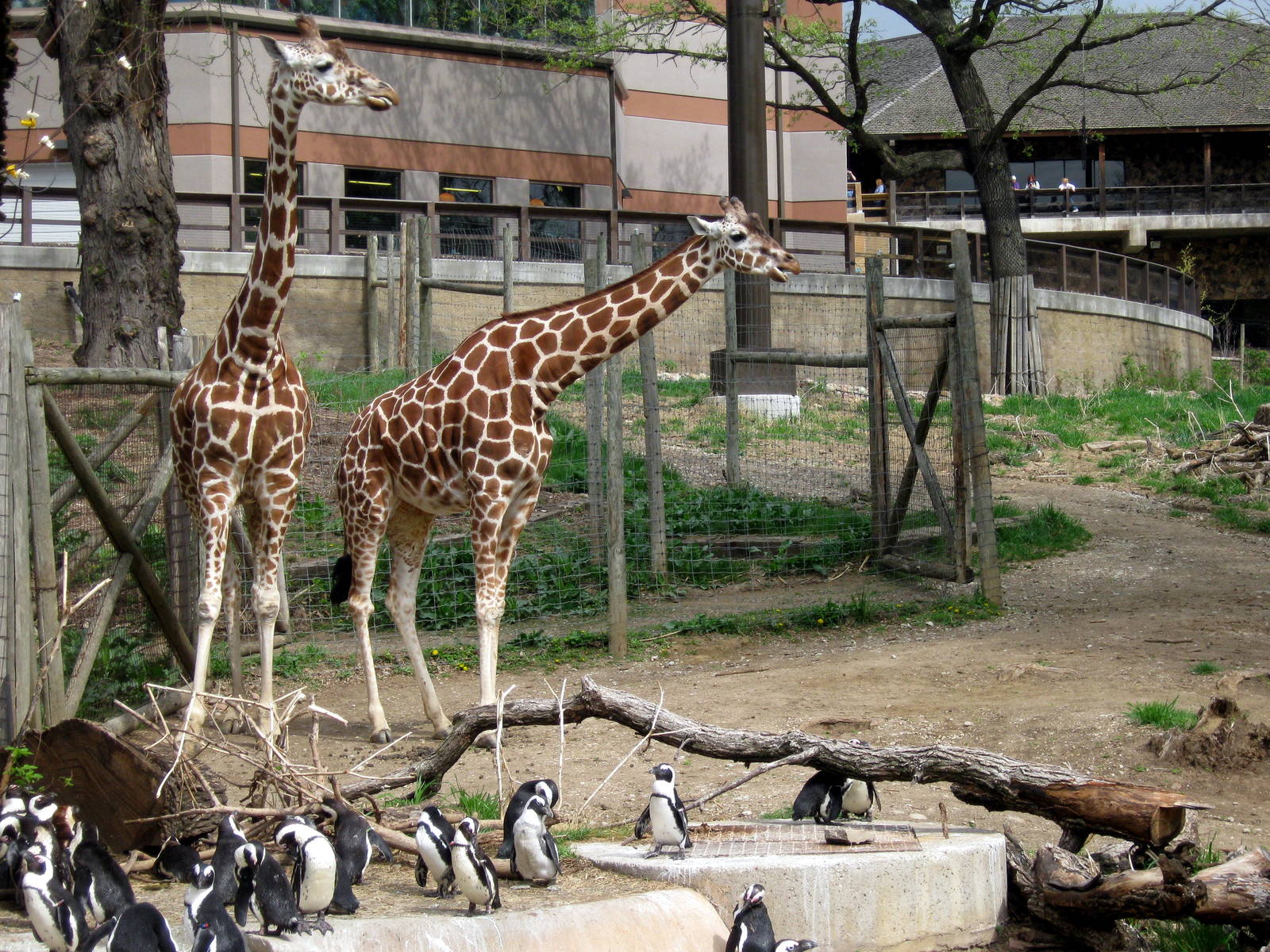 African Veldt- African Penguins and Reticulated Giraffe