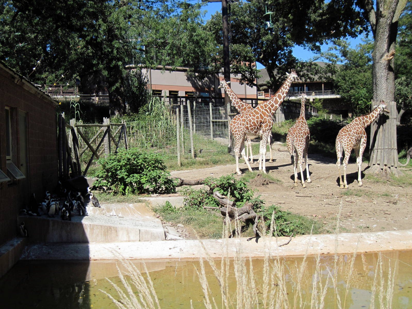 African Veldt-African Penguins and Reticulated Giraffes