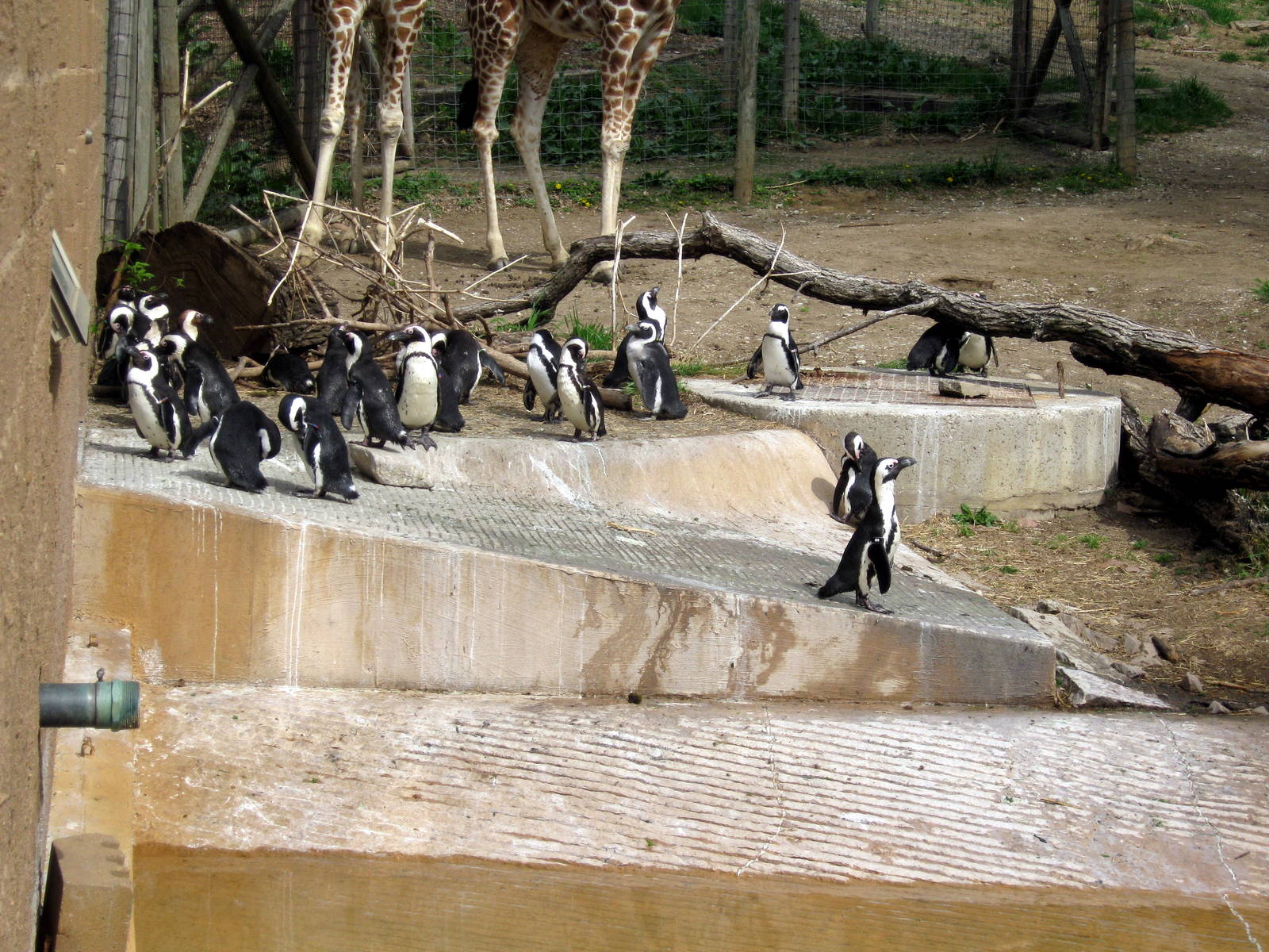 African Veldt-African Penguins