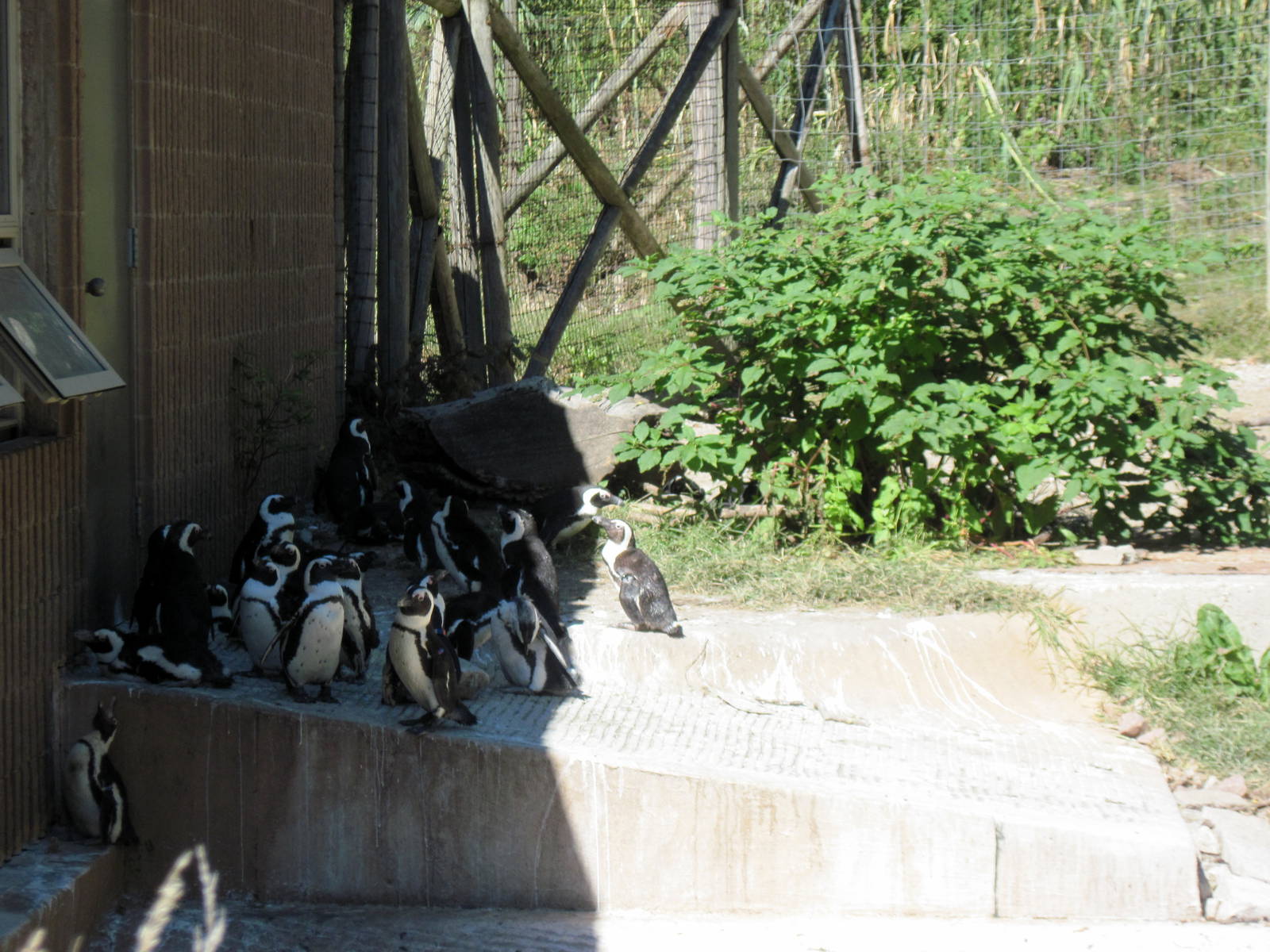 African Veldt-African Penguins