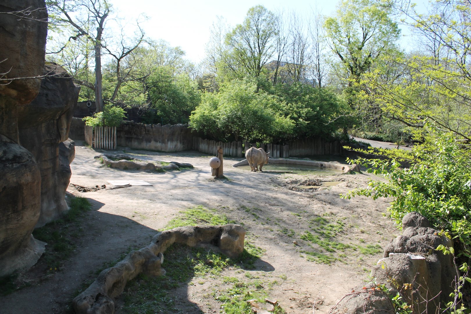 African Veldt- Black Rhino Exhibit