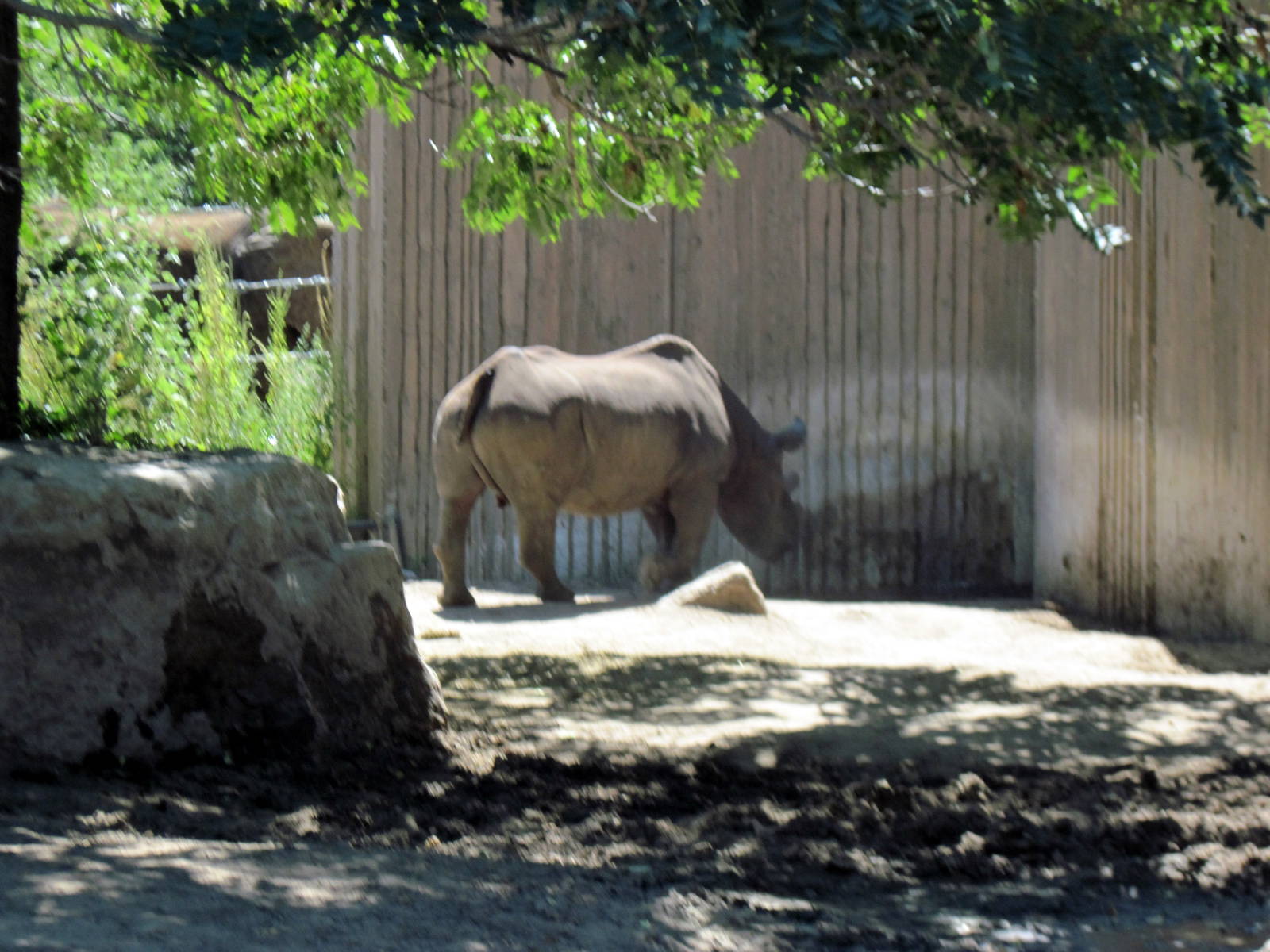 African Veldt-Black Rhino