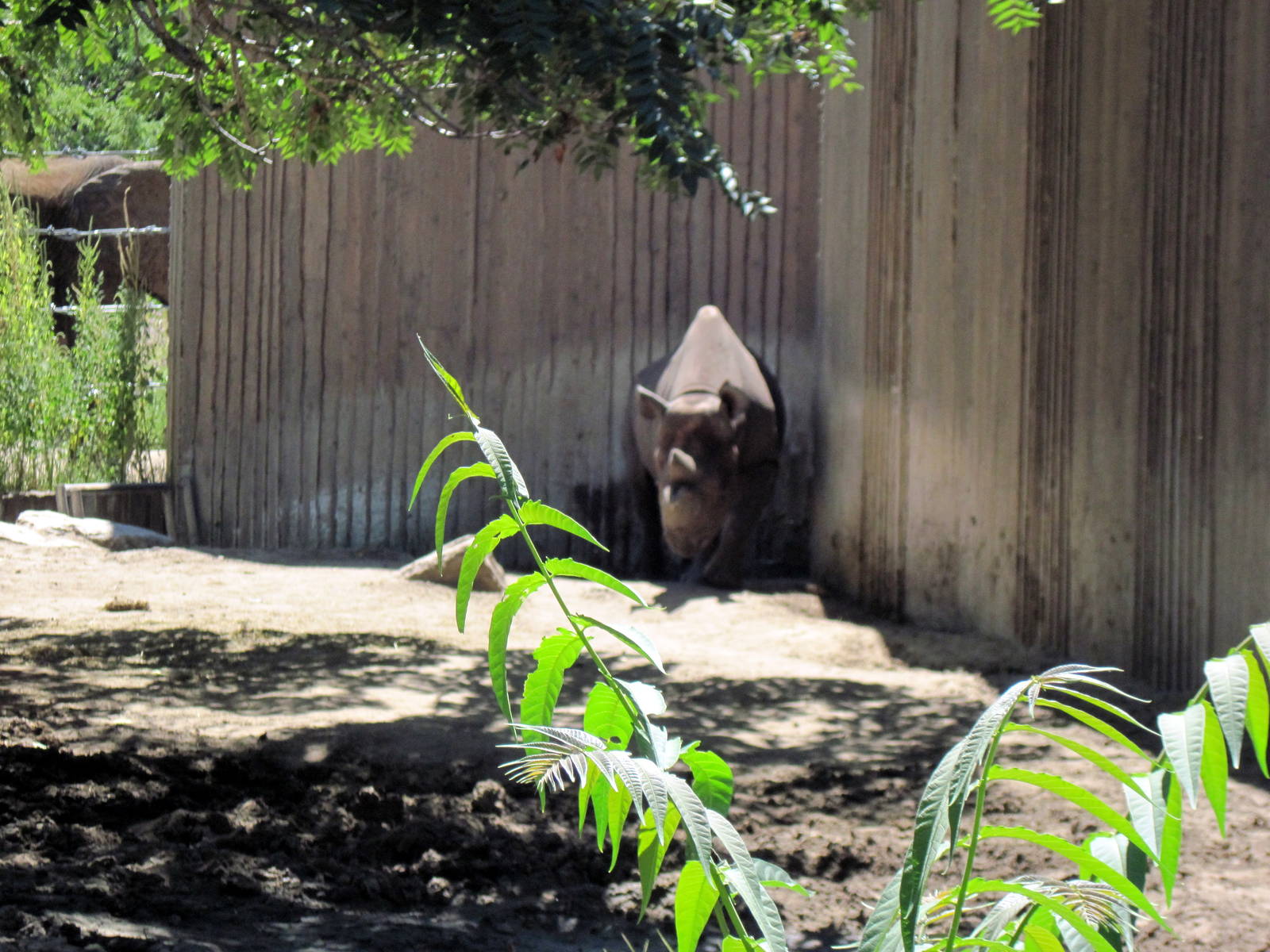African Veldt-Black Rhino