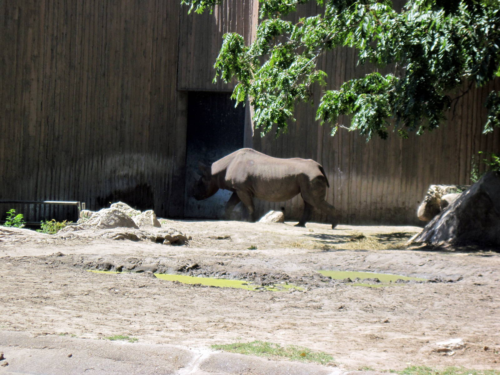 African Veldt-Black Rhino