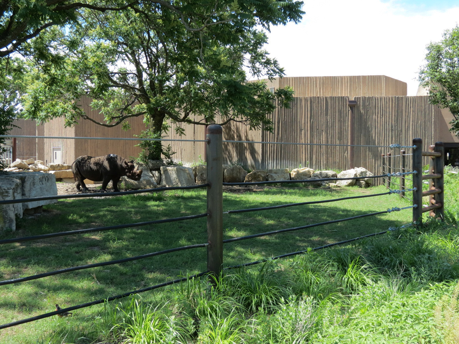 African Veldt - Black Rhinoceros Exhibit 1