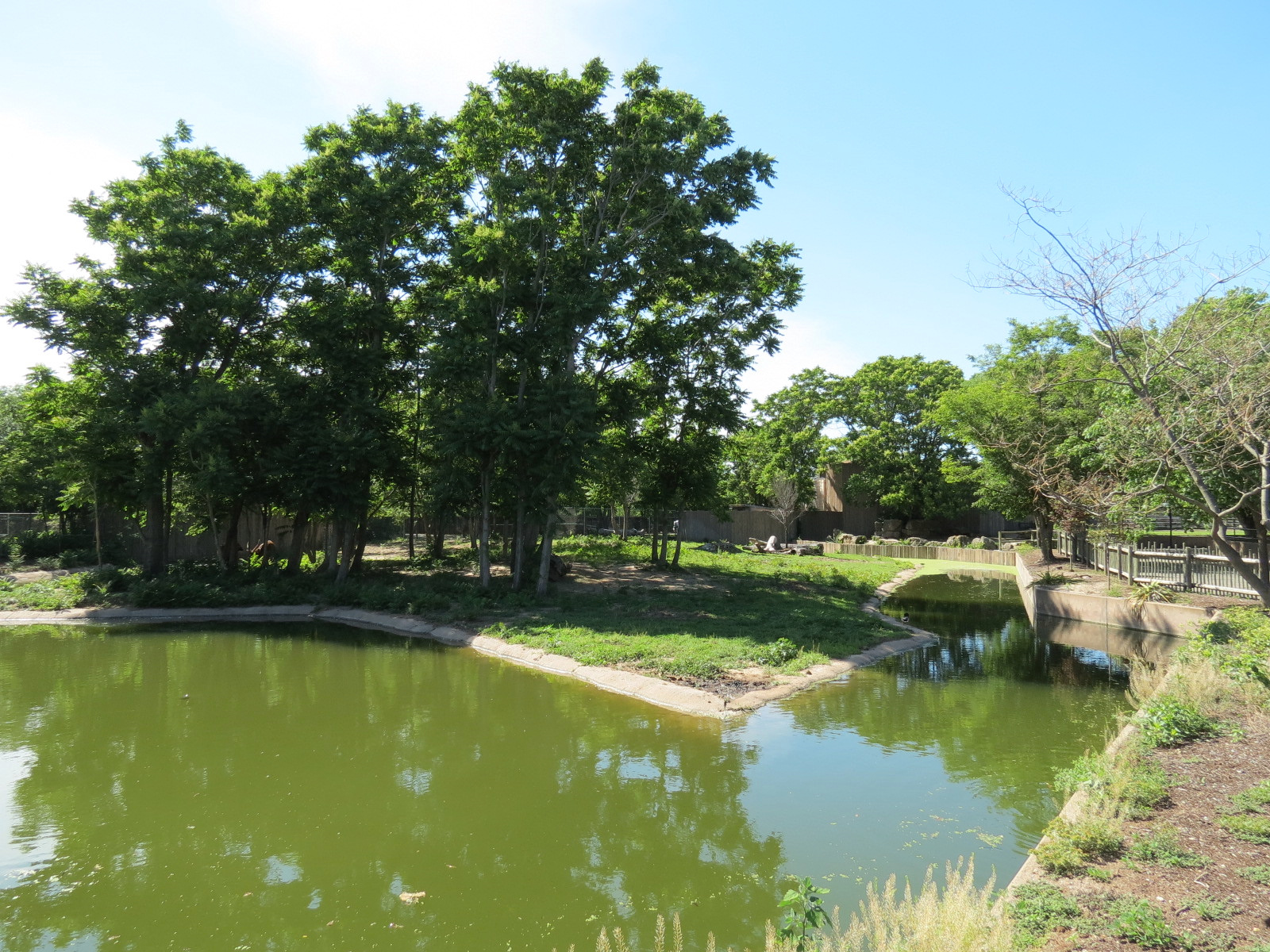 African Veldt - Bongo Exhibit