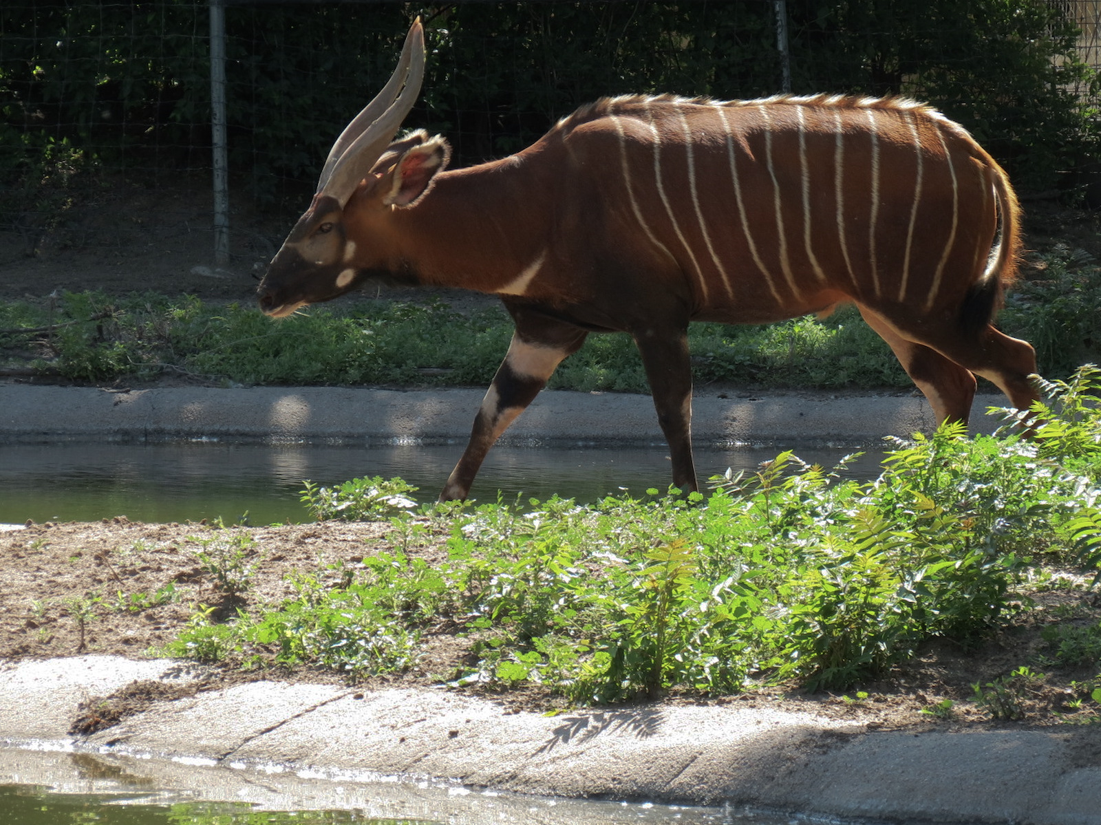 African Veldt - Bongo Exhibit