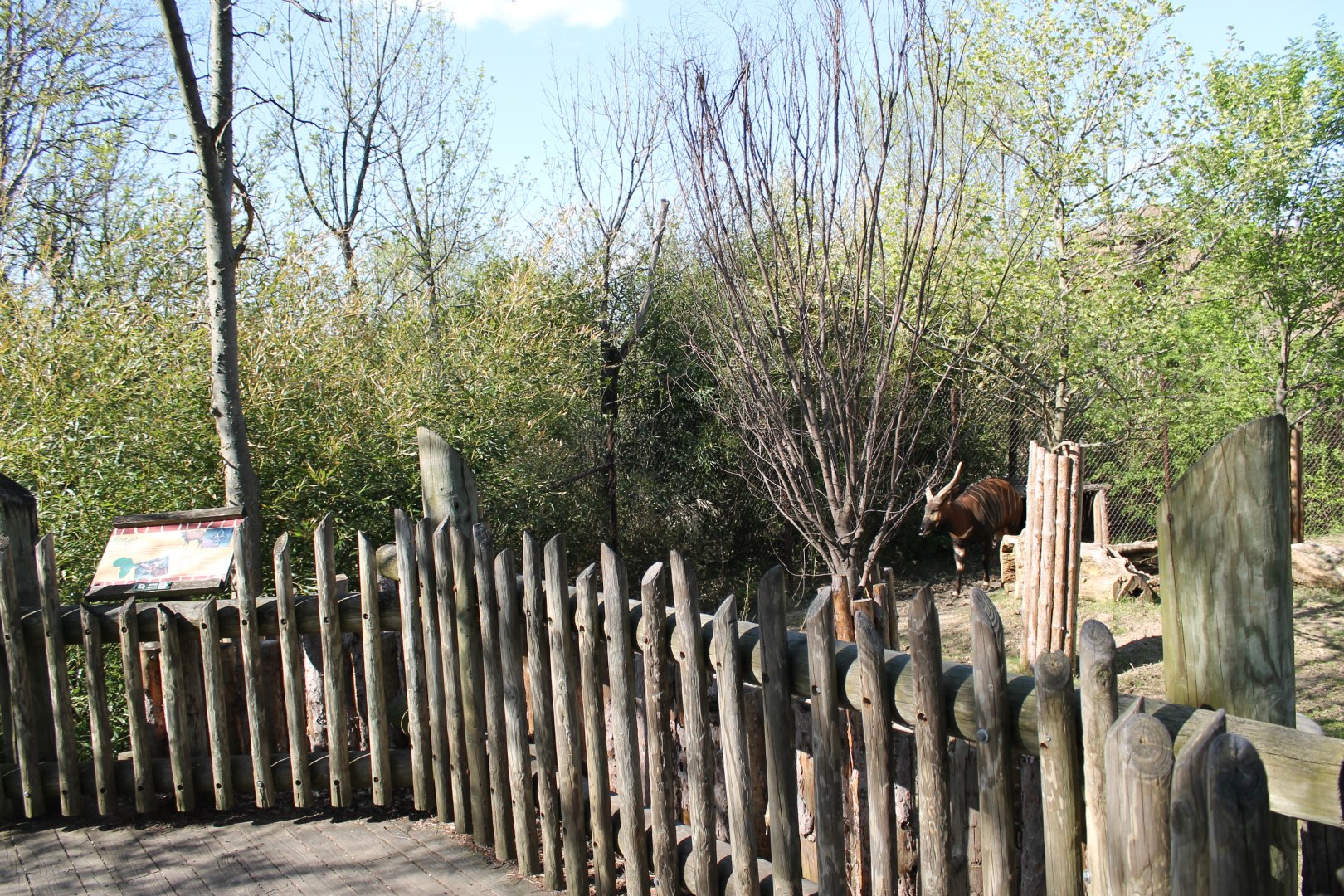 African Veldt- Eastern Bongo Exhibit