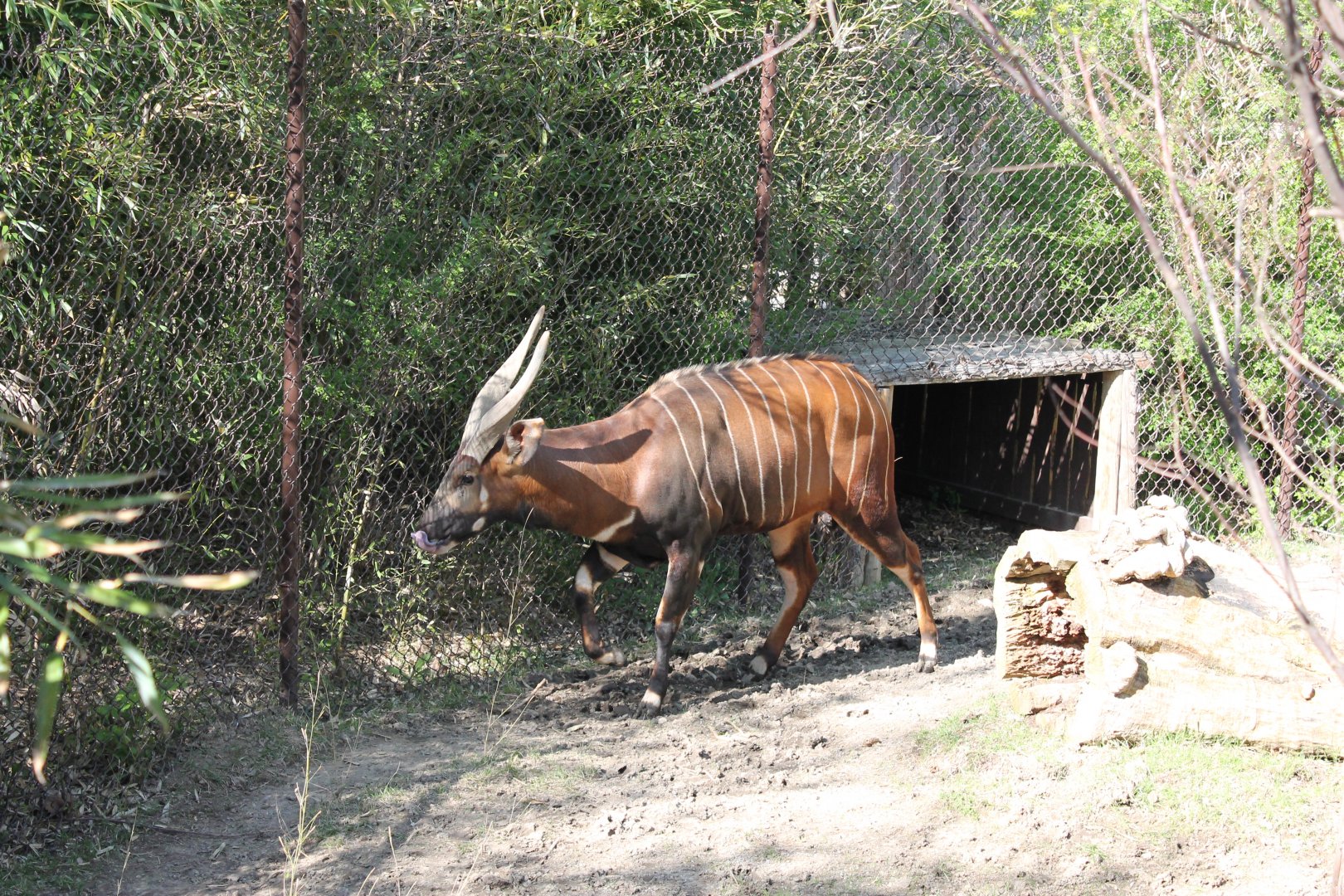 African Veldt- Eastern Bongo Exhibit