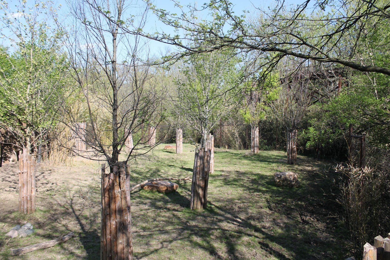 African Veldt- Eastern Bongo Exhibit